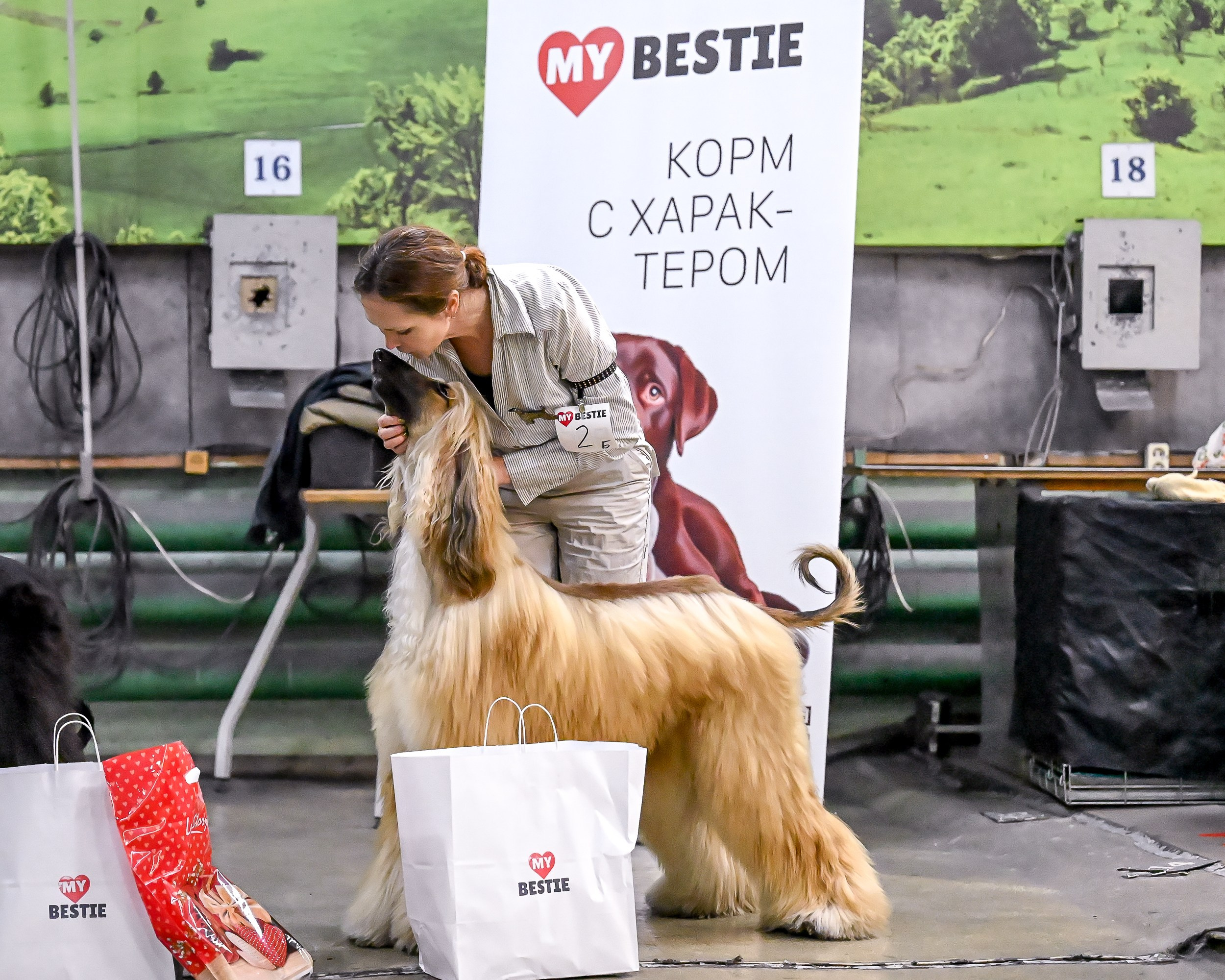 07.11.2025 Клуб Хобби. Галерея фотографий афганской борзой