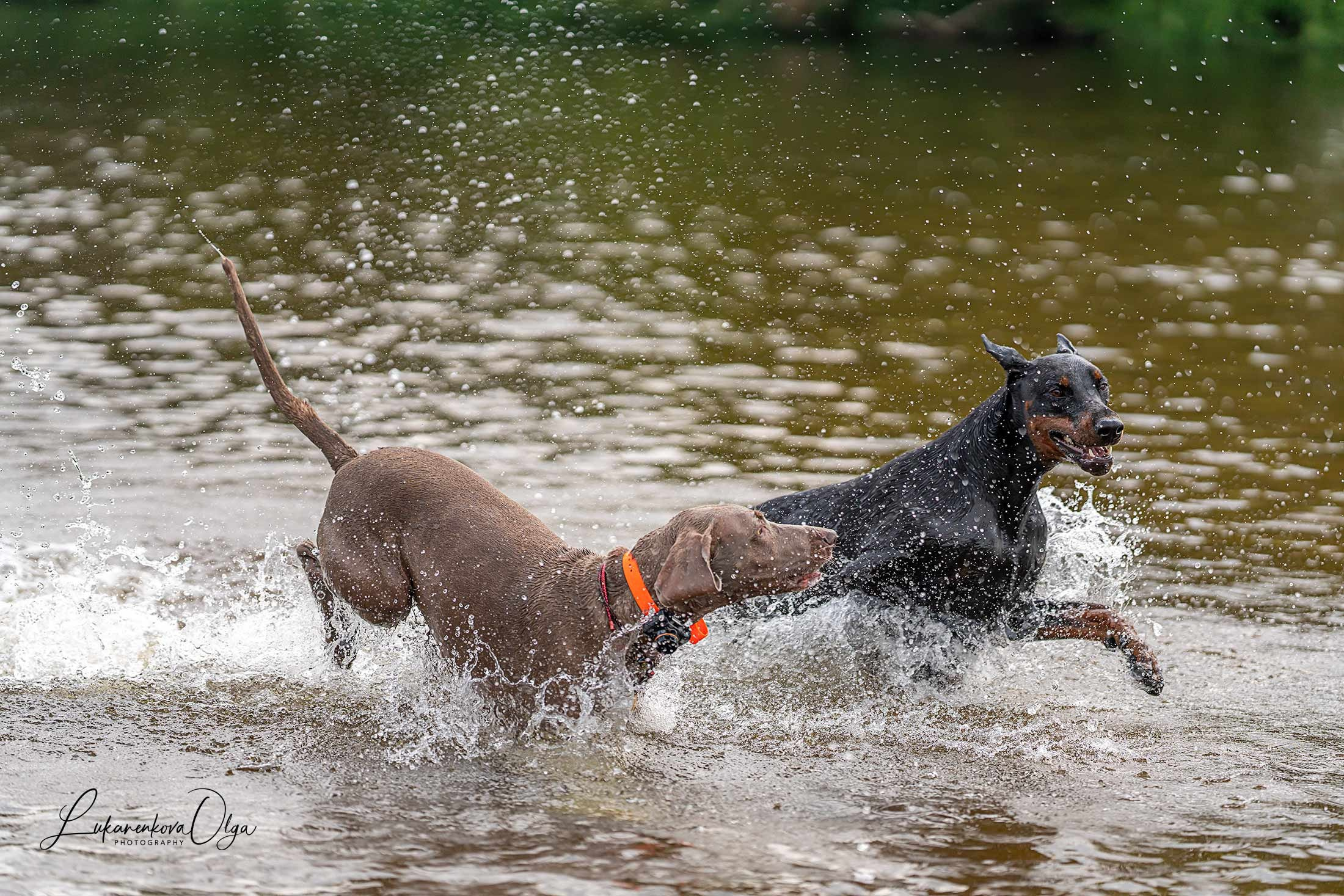 Фанта и Асти. Фотограф анималист Ольга Луканенкова в Москве