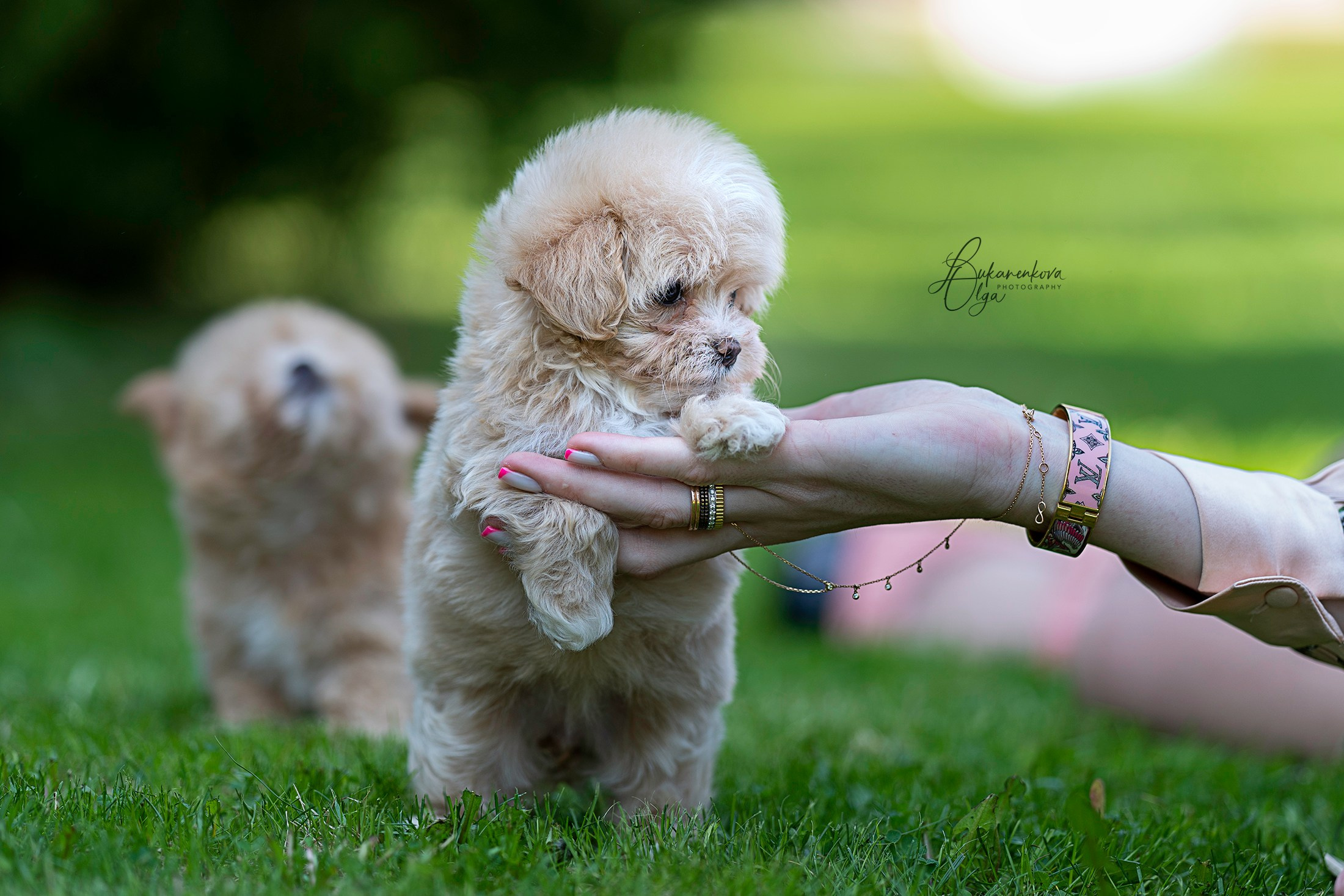 В парке. Фотограф анималист Ольга Луканенкова в Москве