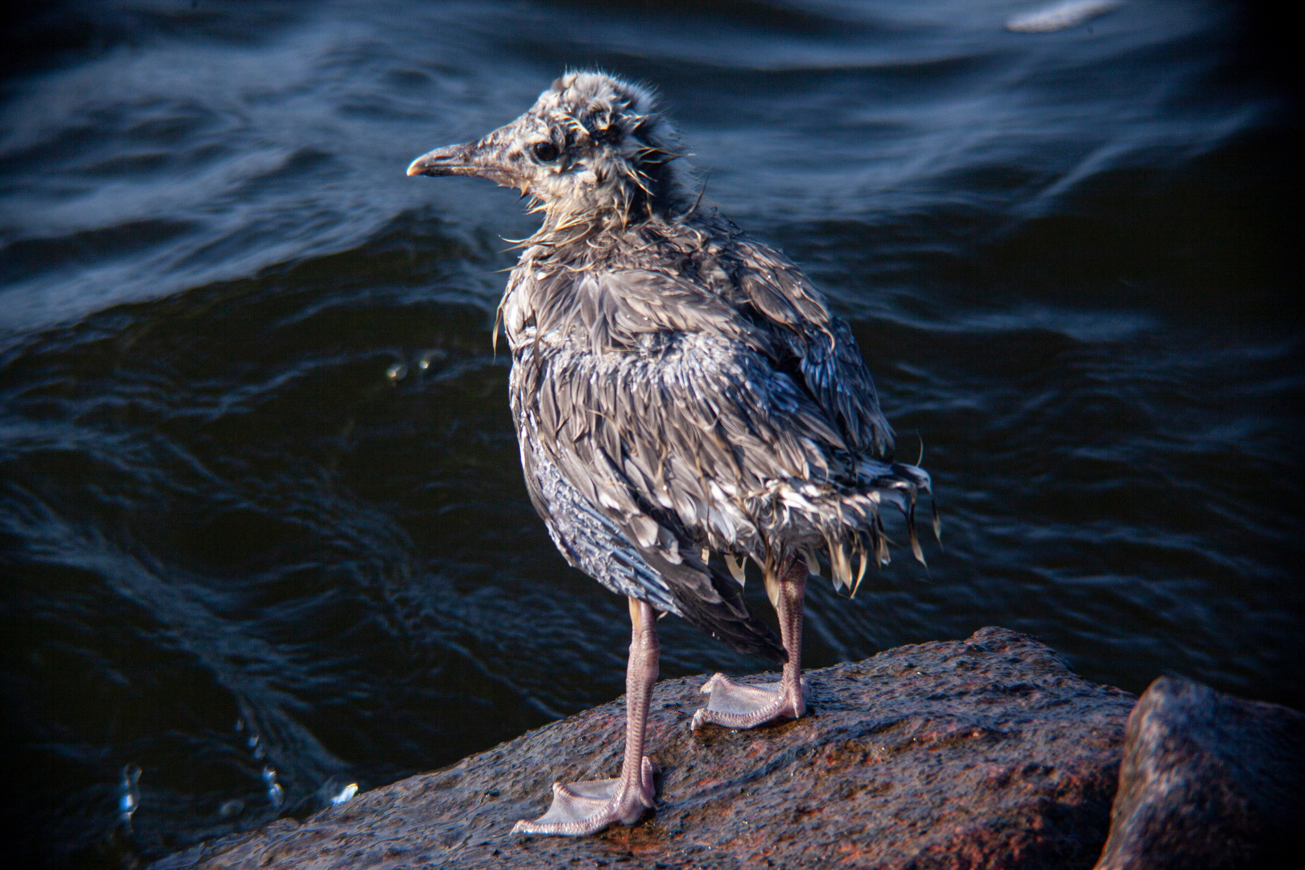 Птичий базар на заливе. Фотограф Адигамова Юлия в Петербурге