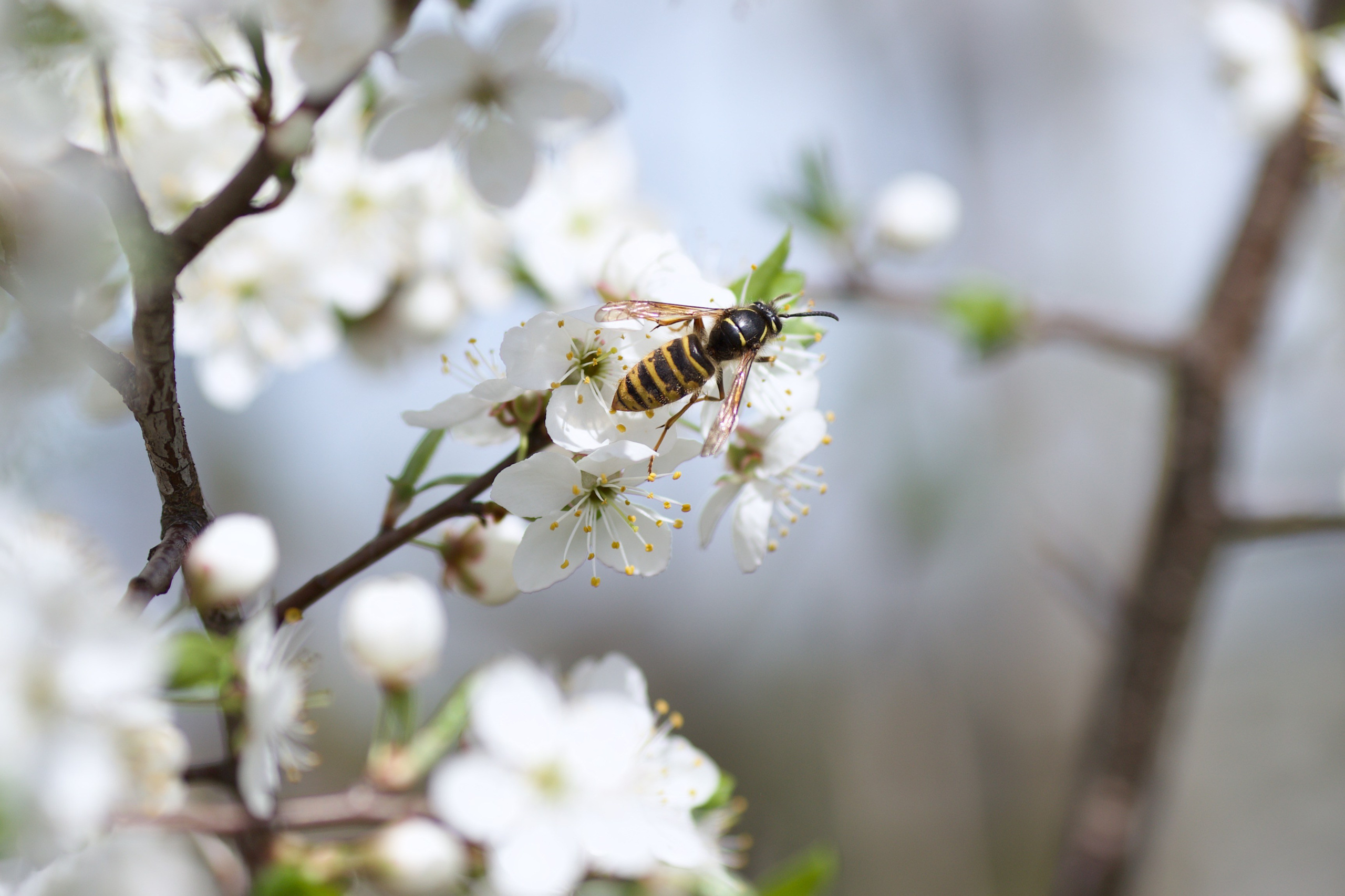 Чудесная природа. Школьные выпускные альбомы в Москве Марина Николаева
