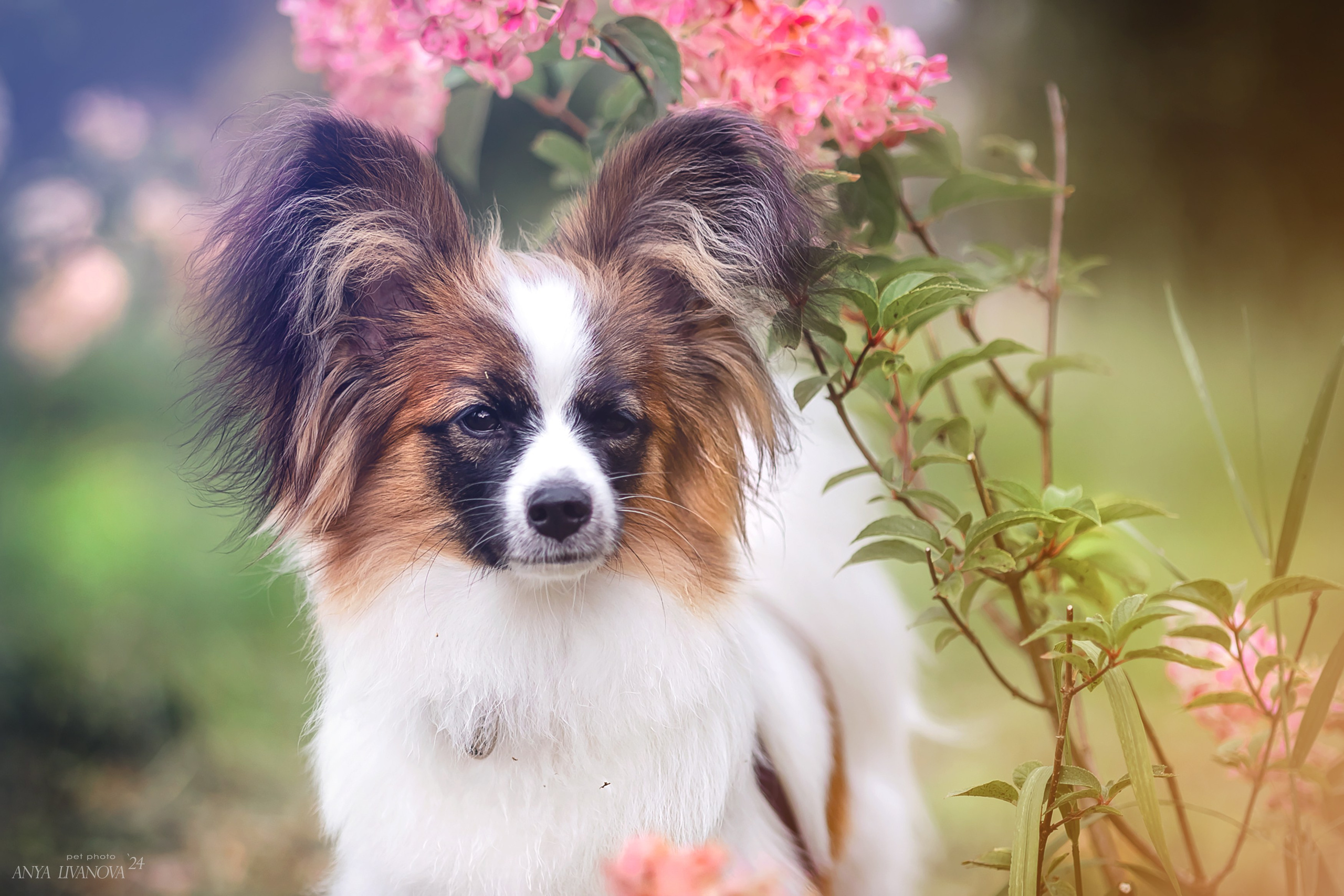 Хьюстон. Фотограф анималист Аня Ливанова | Рыбинск