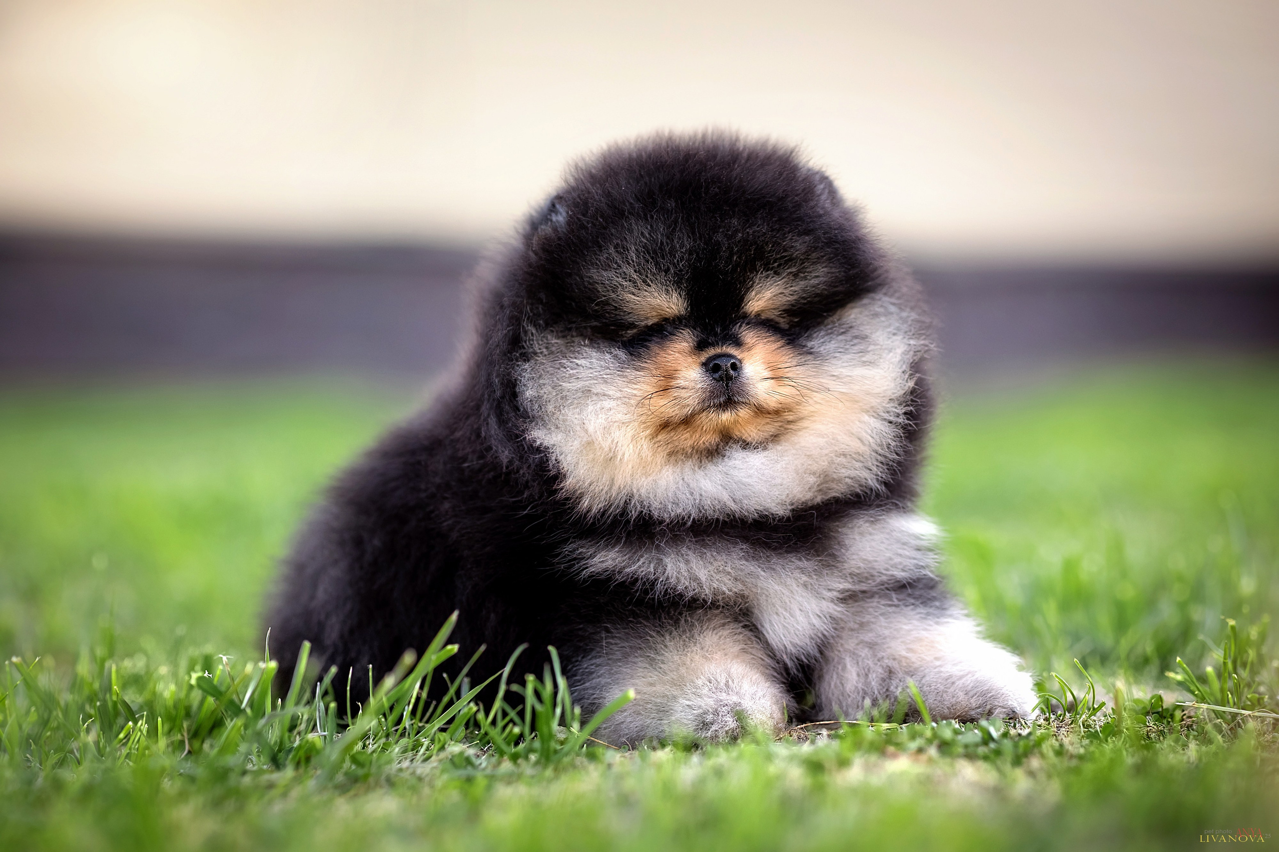 Шпцулики. Фотограф анималист Аня Ливанова | Рыбинск