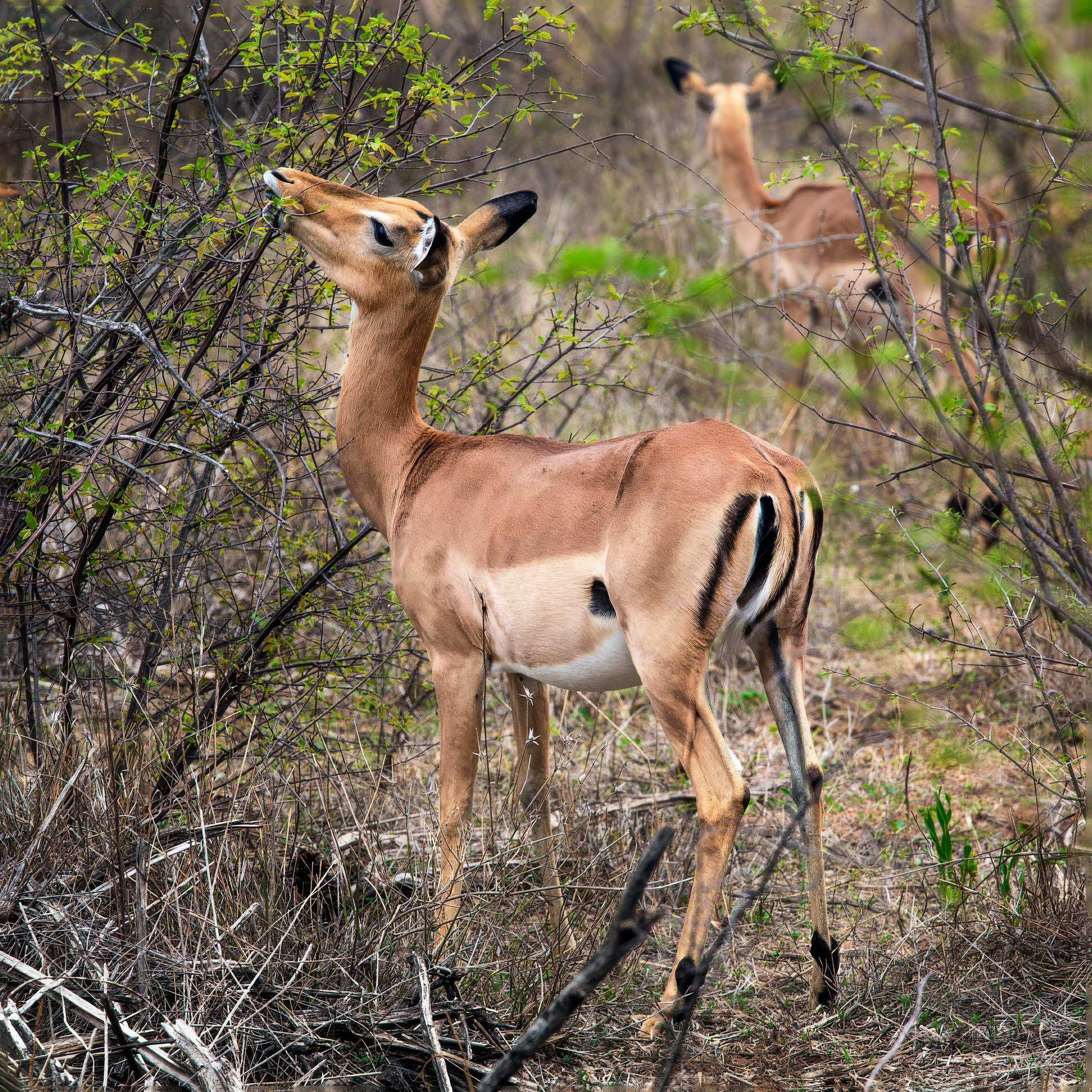 Сафари (ЮАР). Фотограф Владимир Остапенко