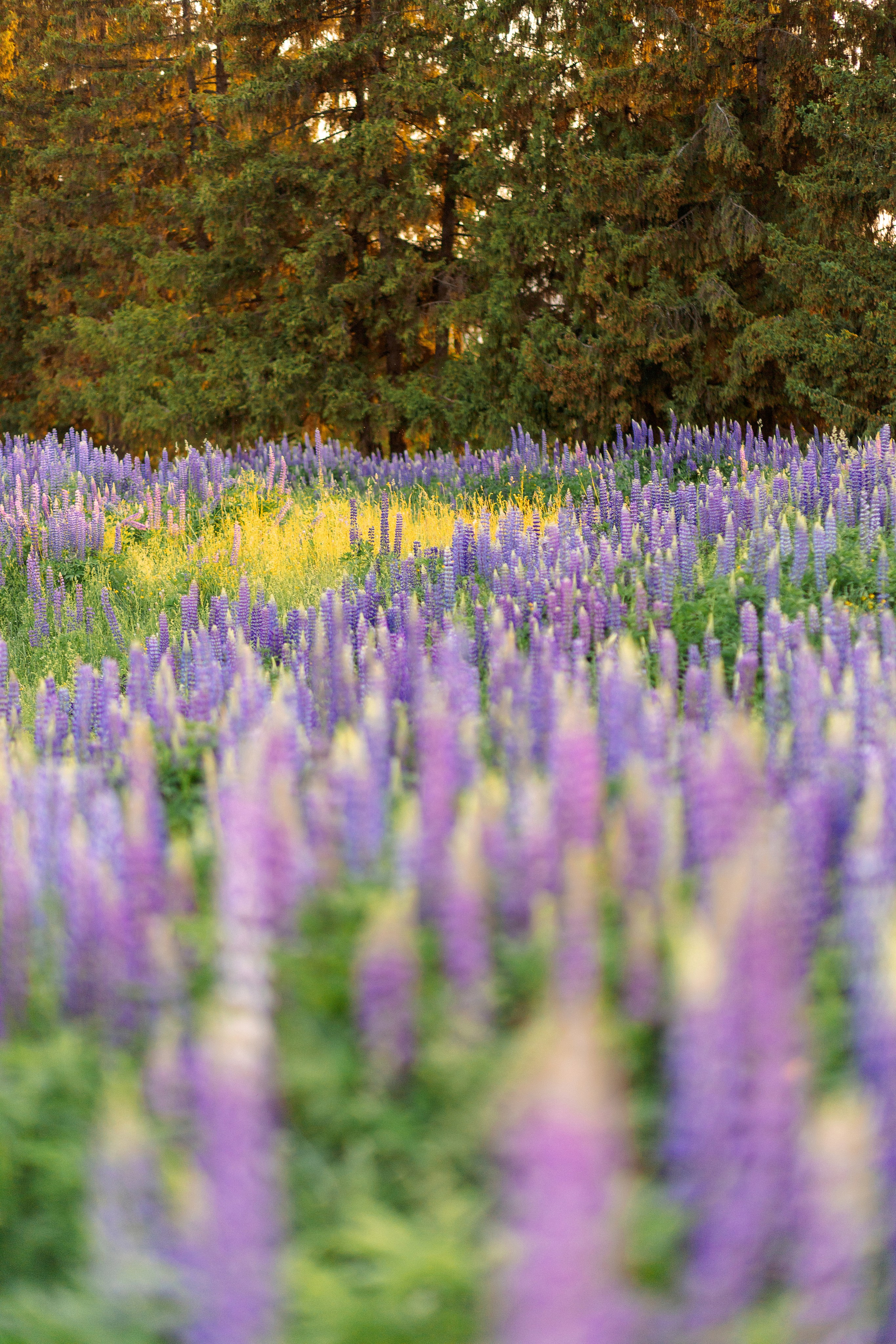 Люпиновая Фотосессия на закате. Профессиональный фотограф в Ижевске Леша Петров