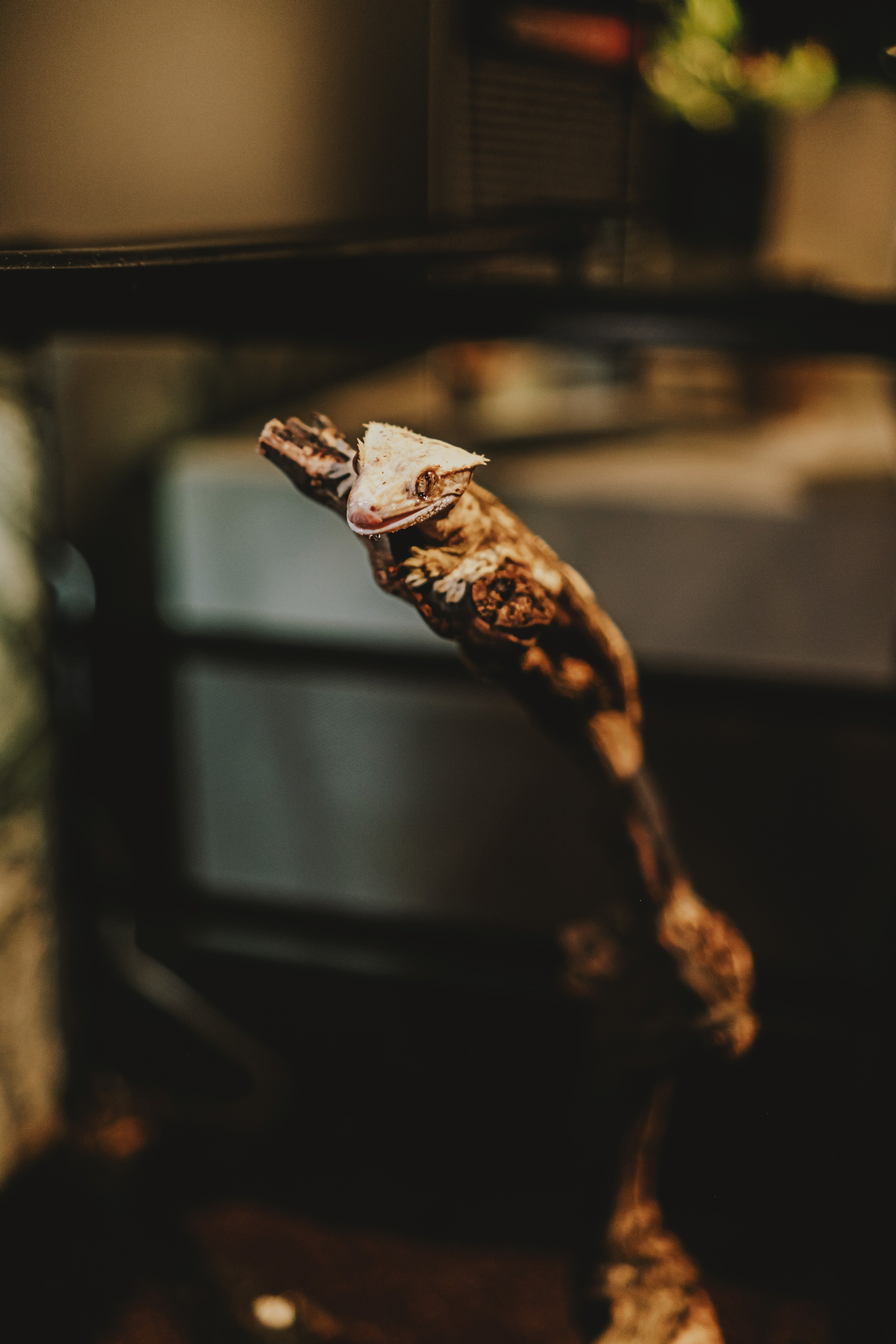 Дом Драконов. Nattie.ph