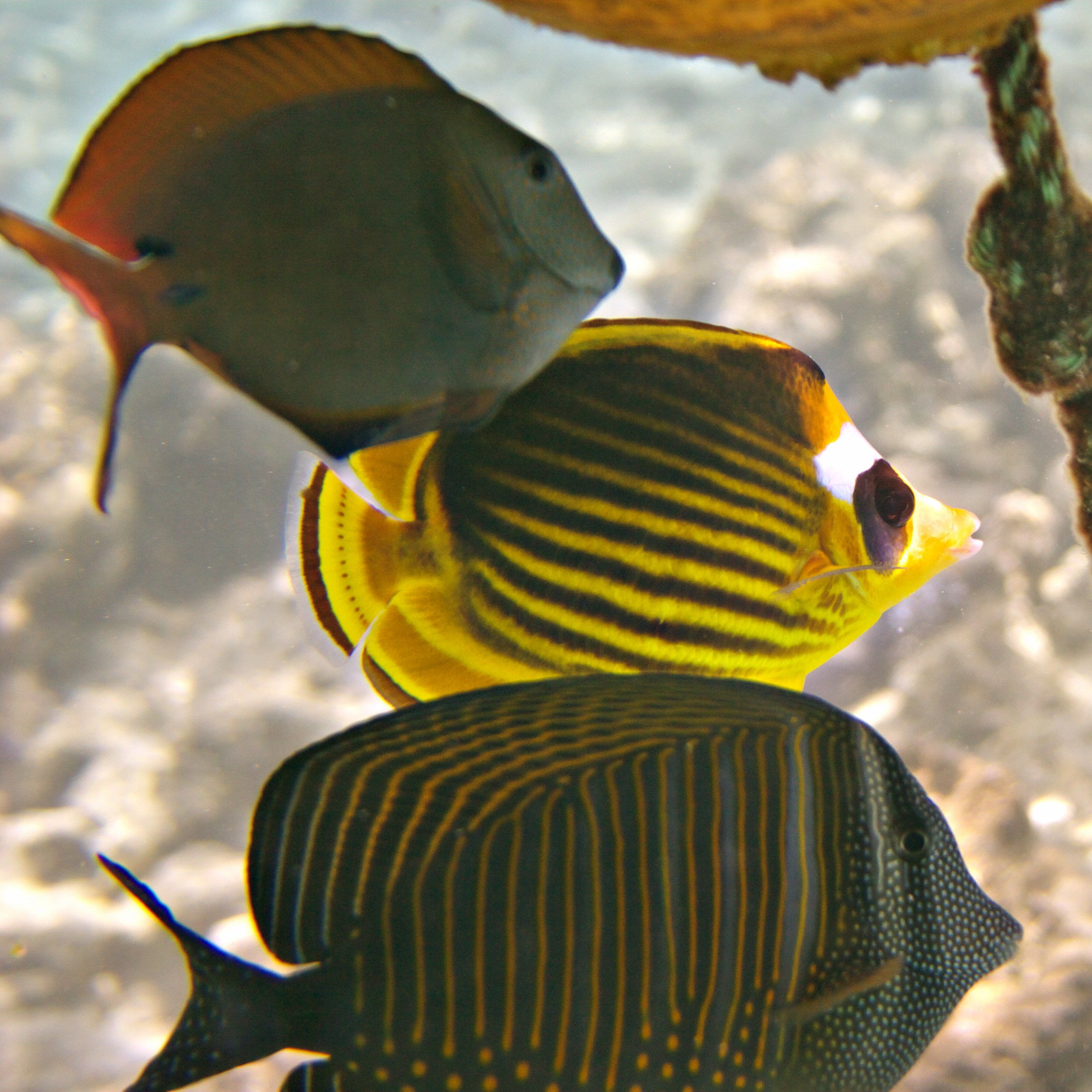 Под водой. Миша Печёнкин | фотография