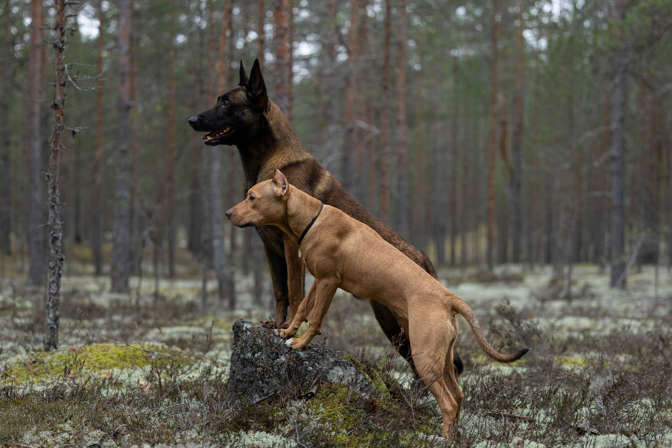 Лужские Мальдивы. Фотограф-анималист Анна Маринич