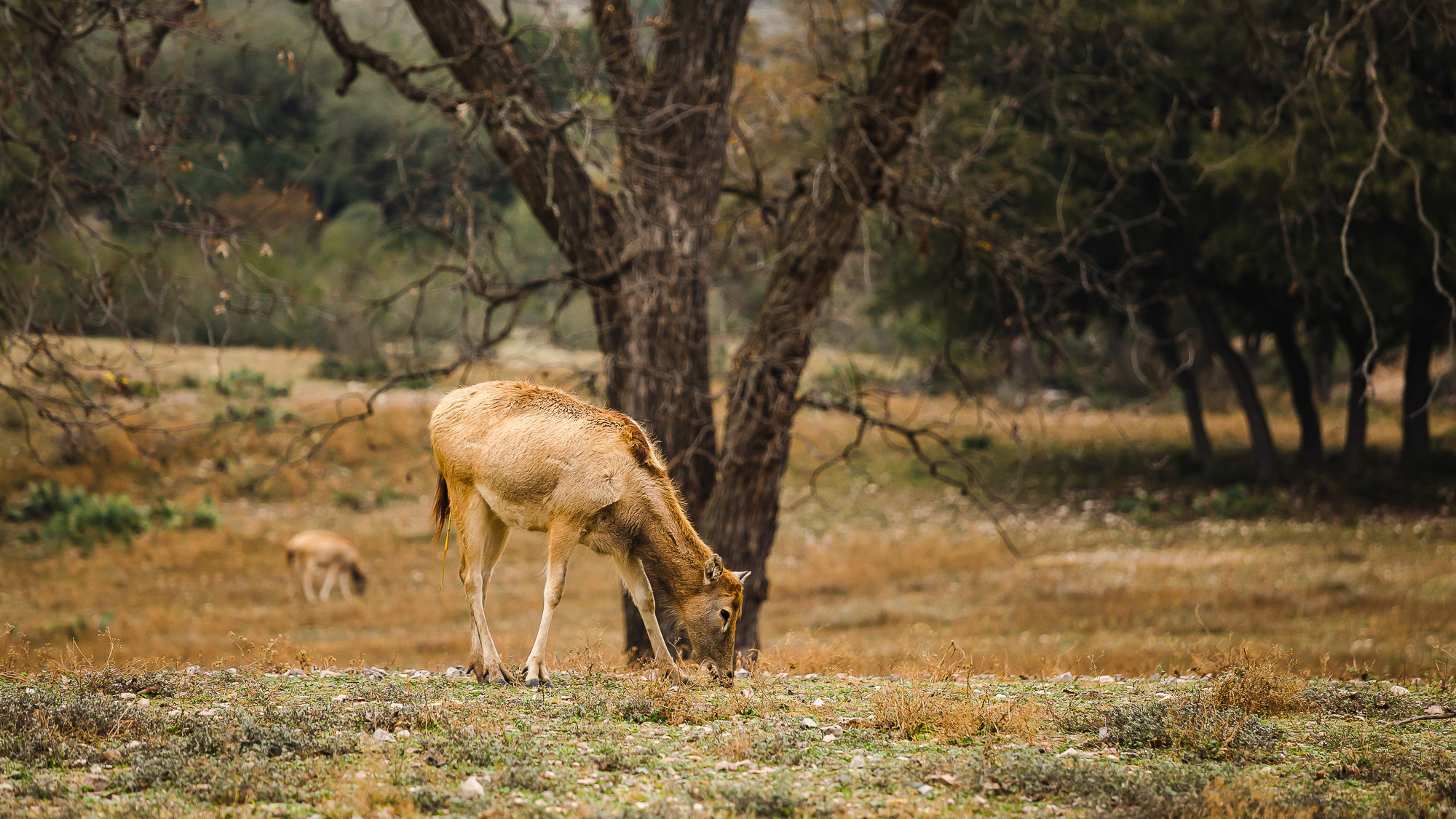 Техас. Фотограф Дмитрий Питерский