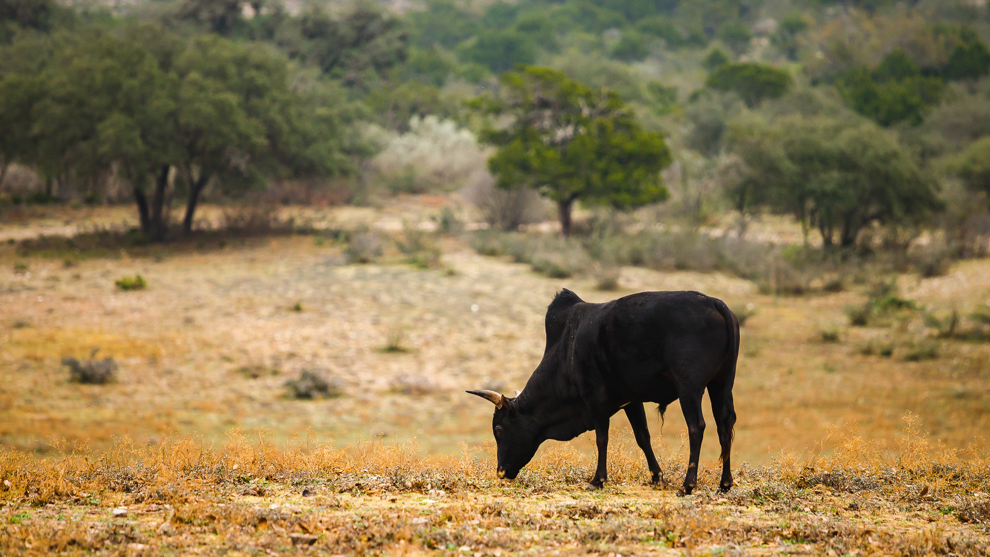 Техас. Фотограф Дмитрий Питерский
