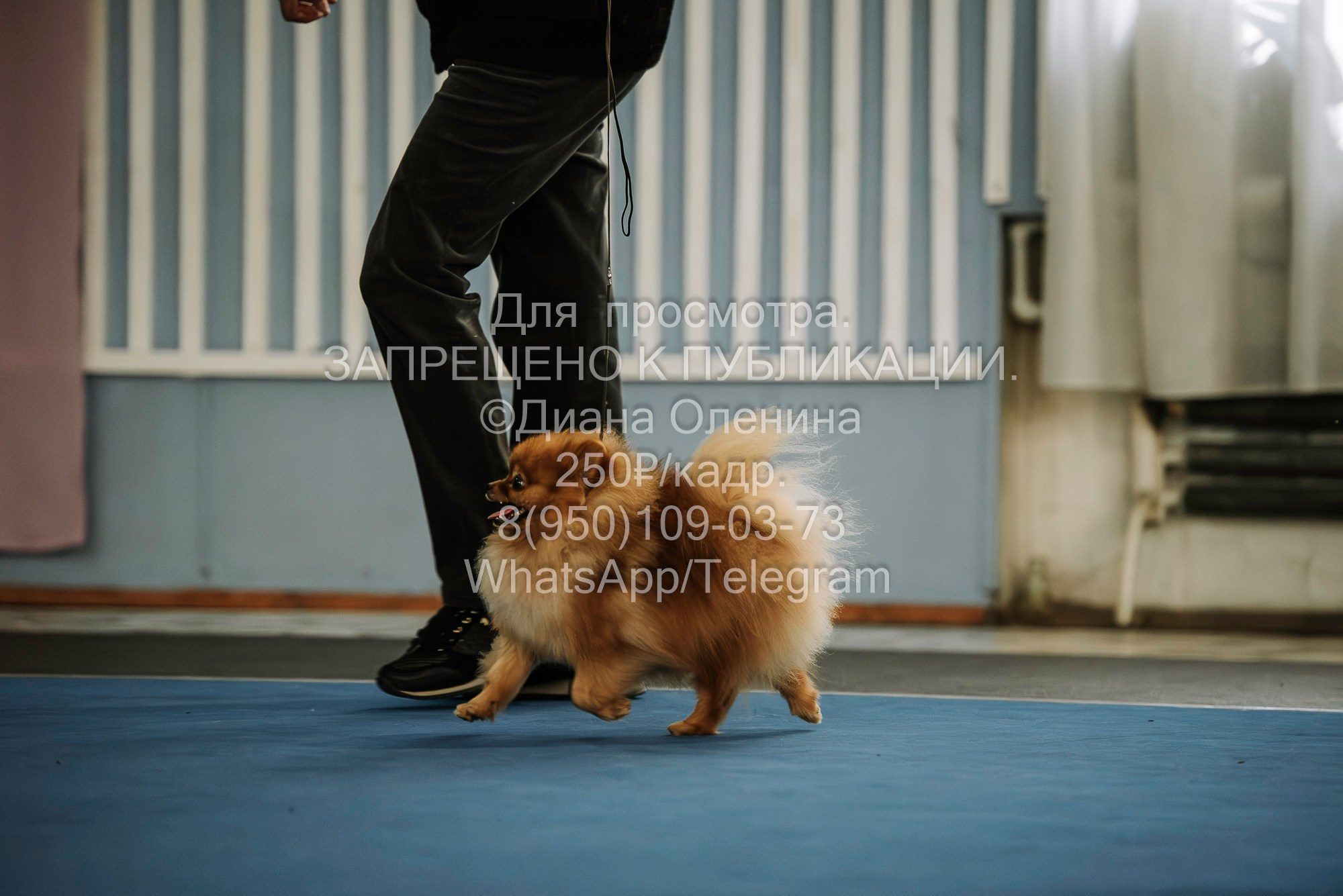 Выставка собак Красноярск 29.10.2023. Фотограф Диана Оленина Красноярск / Братск