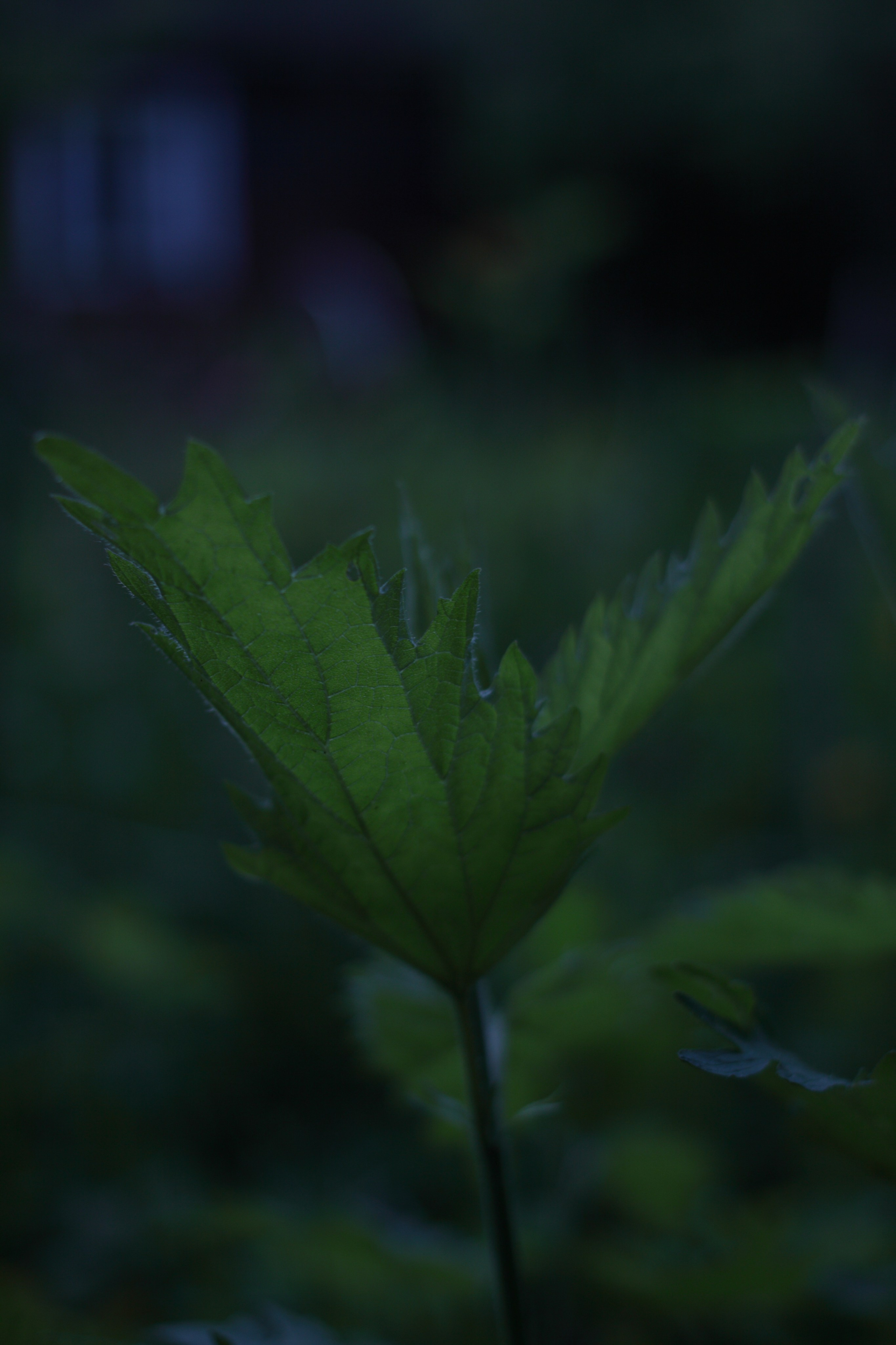 Старое природное, отбирала Katamount (Катерина Горохова). Главная