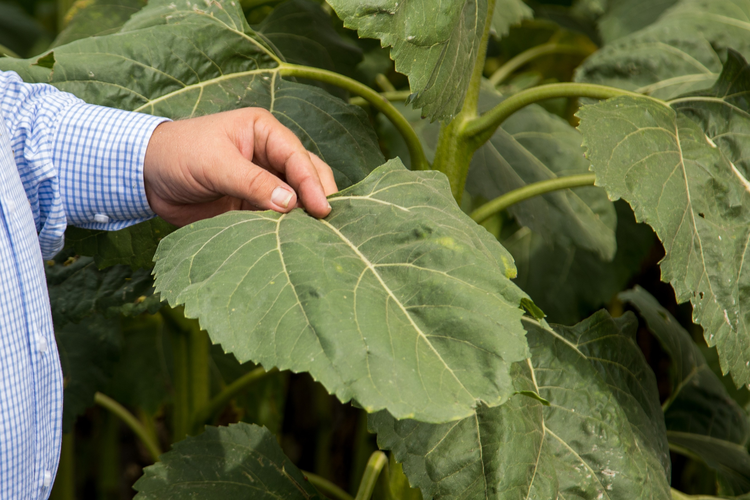 Решения для сельского хозяйства BASF 16.08.2022. Владислав Волков | Фотография и видеосъемка в Воронеже