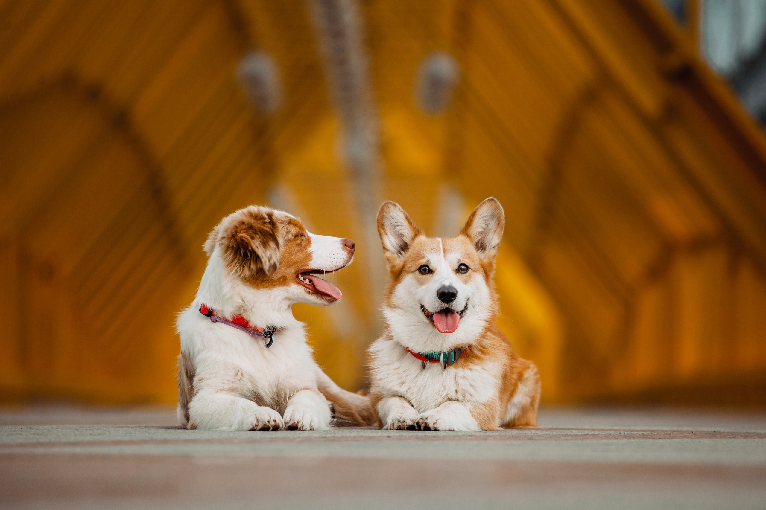 Андреевский мост. Фотограф-анималист Татьяна Степанова