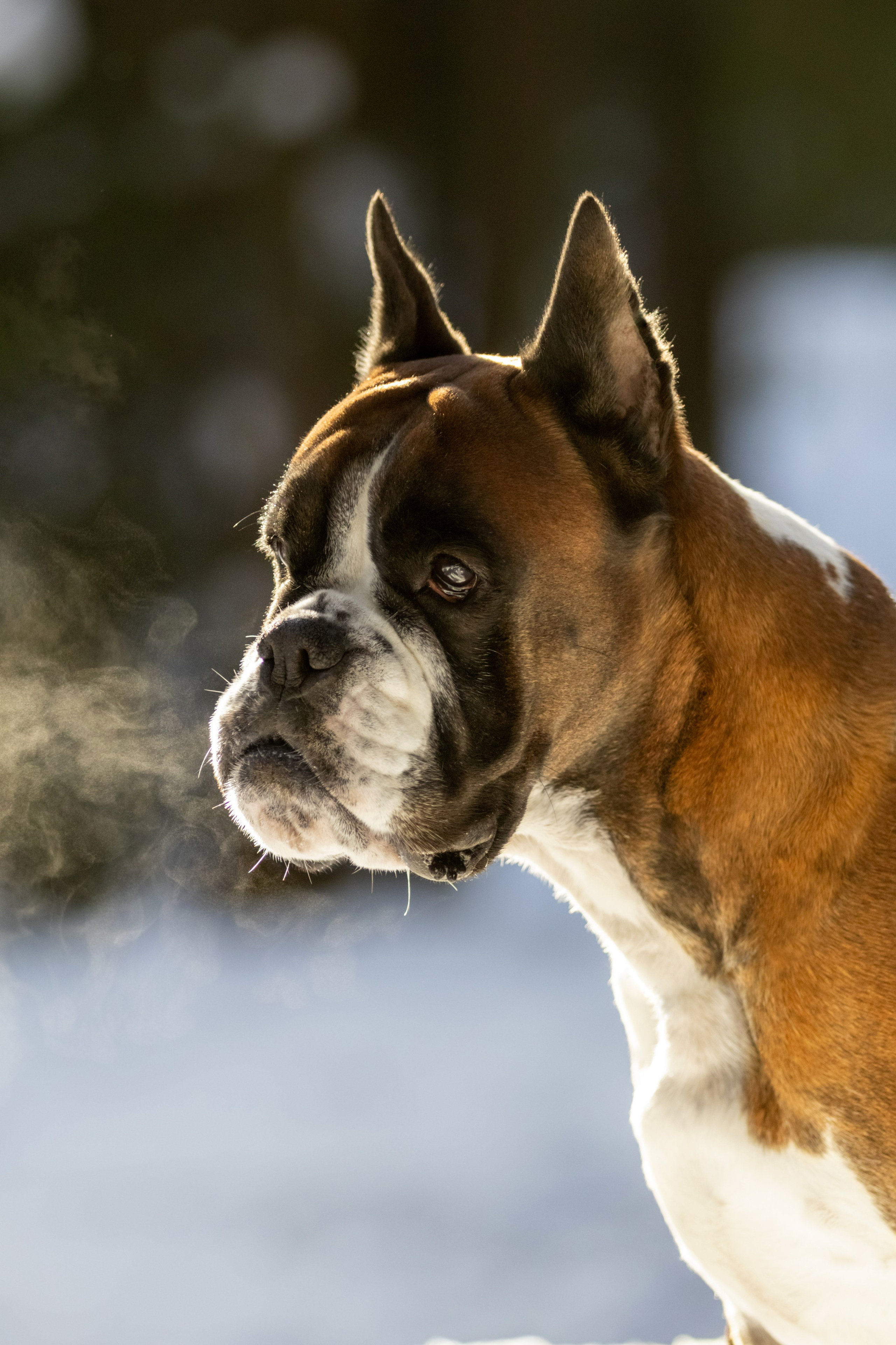 Прогулки. Фотограф — анималист в Москве и области Ольга Петракова