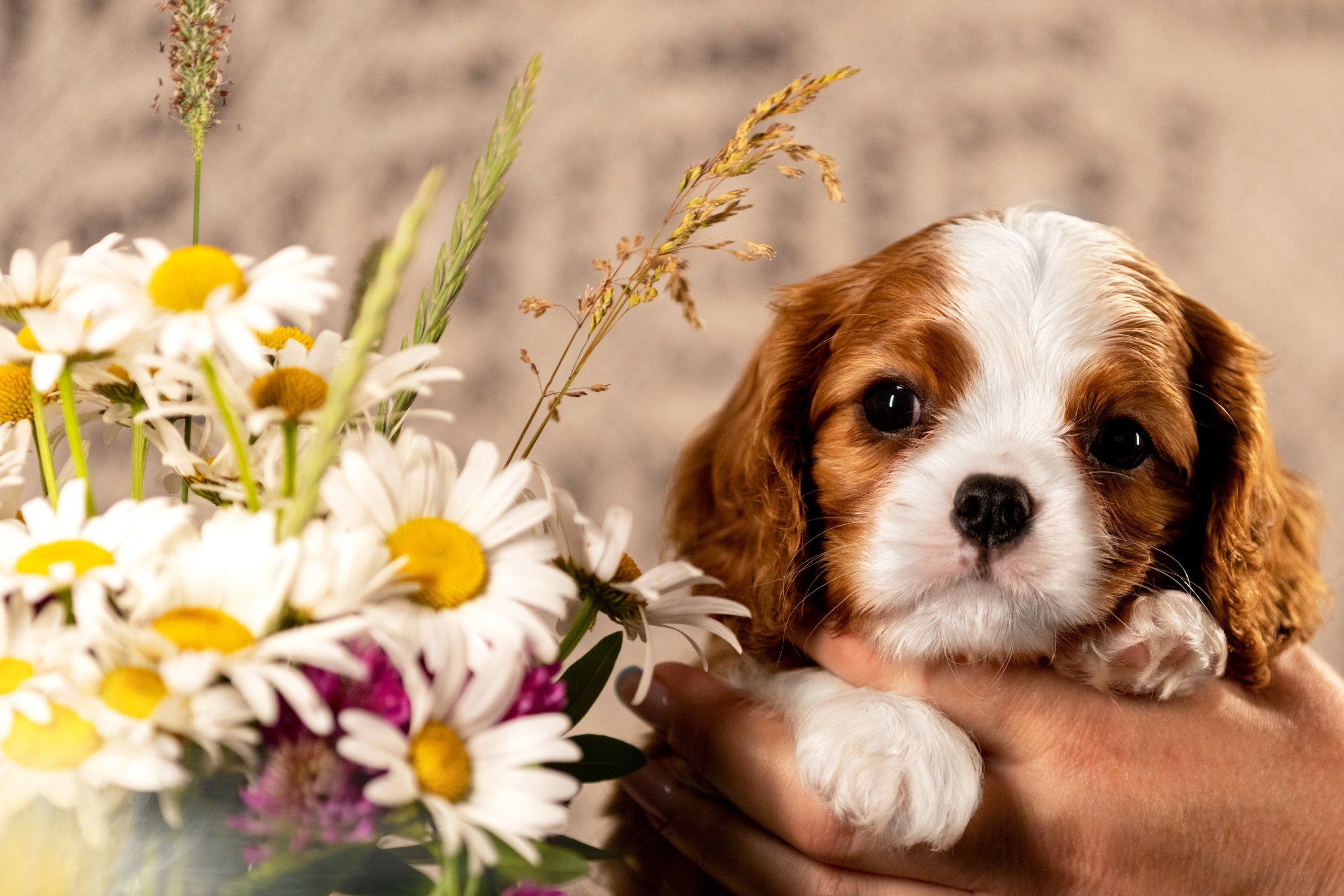 Щенки. Фотограф — анималист в Москве и области Ольга Петракова
