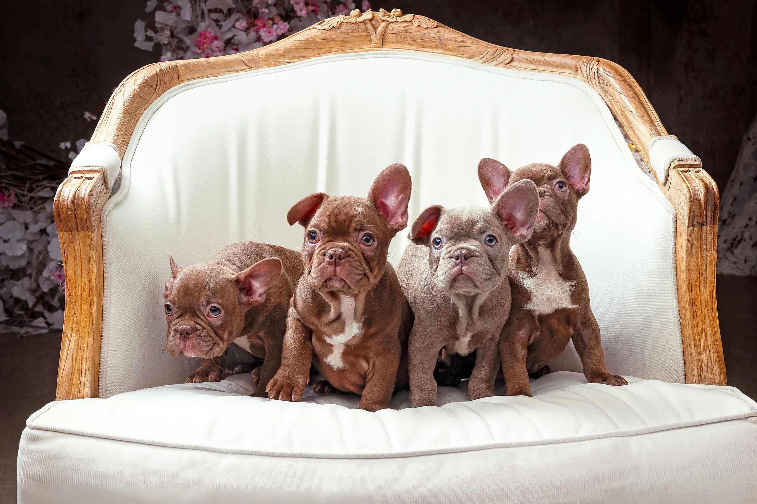 Питомцы. Интерьерный фотограф. Фото- видеосъемка недвижимости Санкт-Петербург