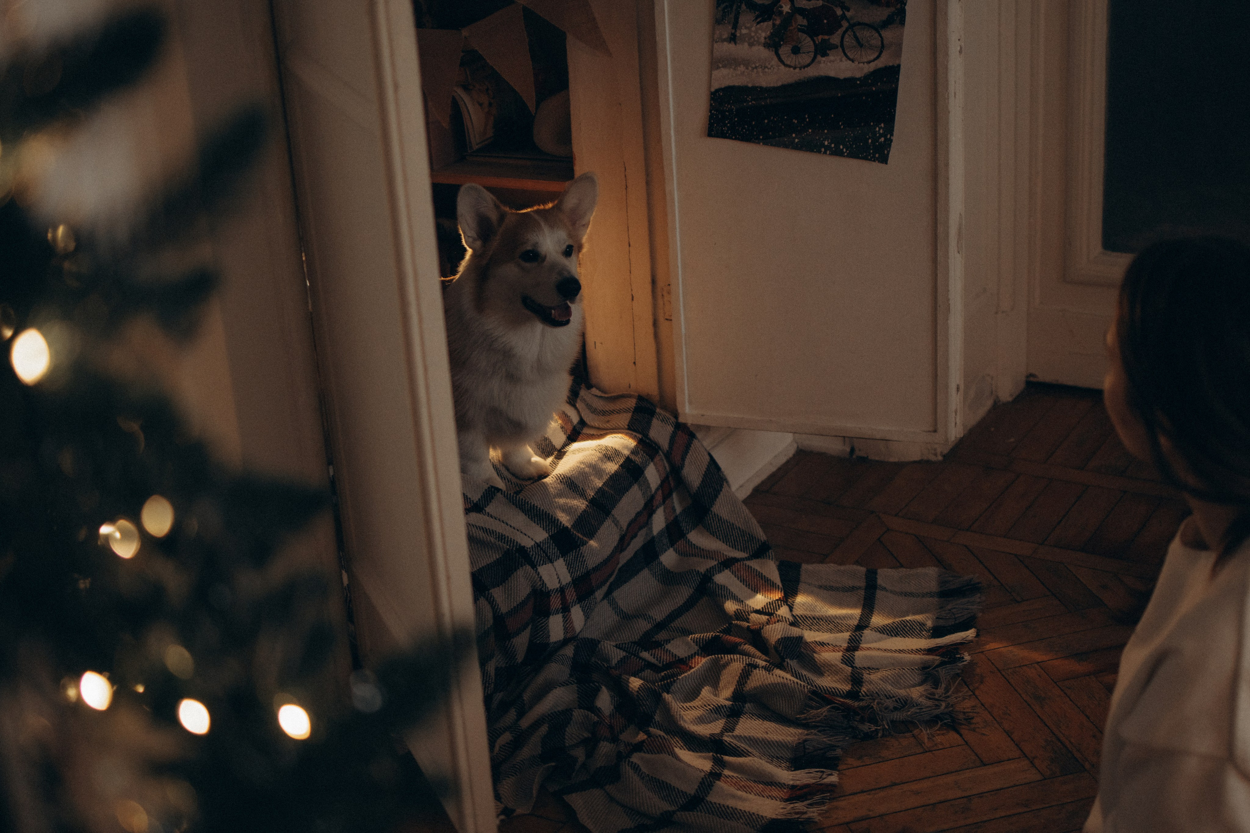 Ронни и Жанна. Фотораф — анималист Мария Шистка