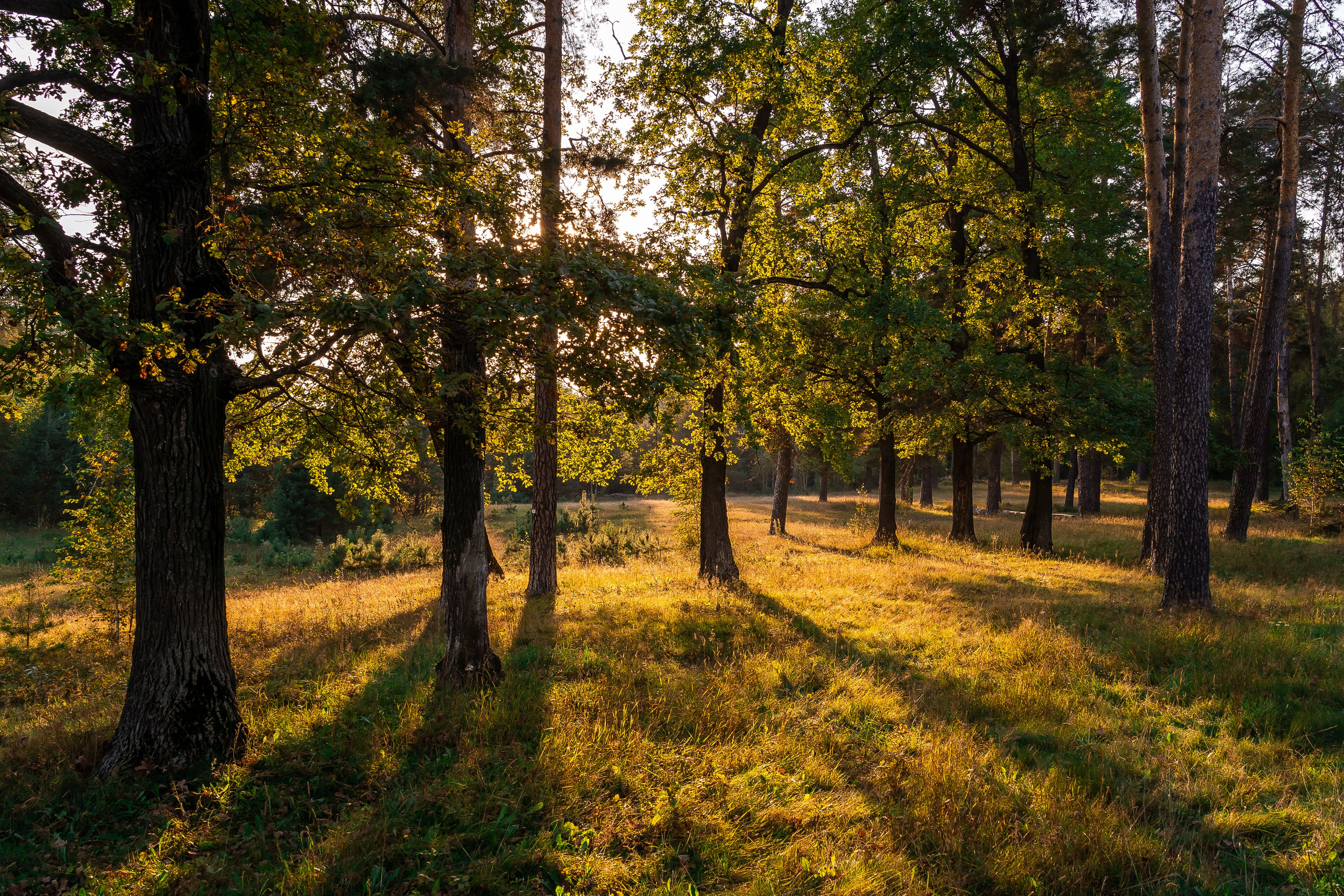 Алёна: в лучах солнца. Фотограф Максим Черствов. Дзержинск, Нижний Новгород