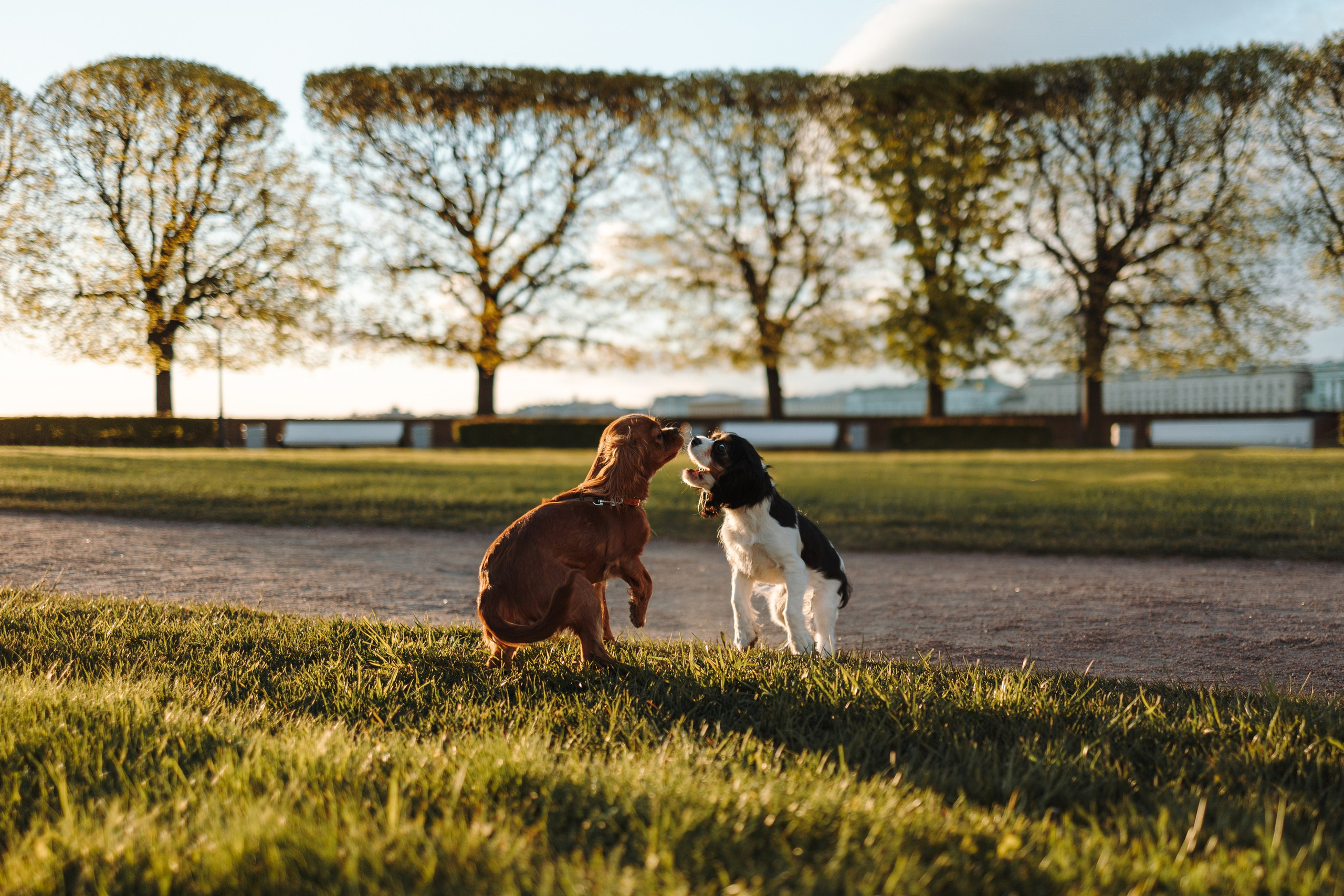 Аня, Стеша и Степан. Фотограф — Анималист | Санкт-Петербург