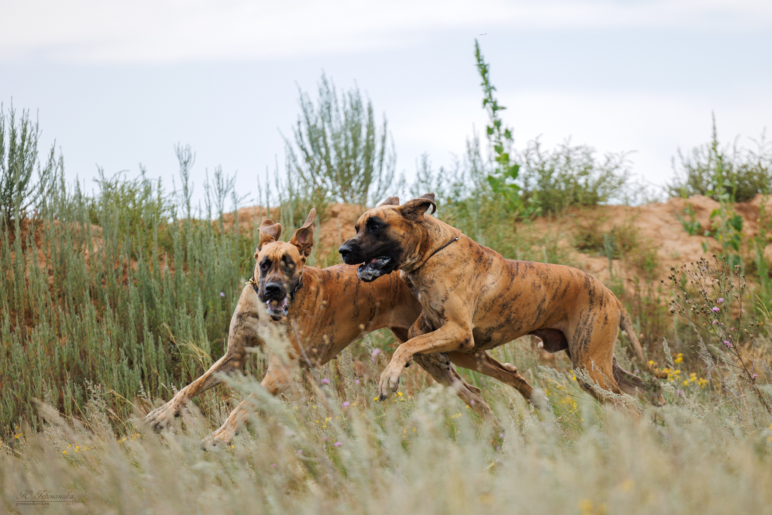 Астана 2хCACIB 17-18.08.2024. Фотограф-анималист Юлия Германика