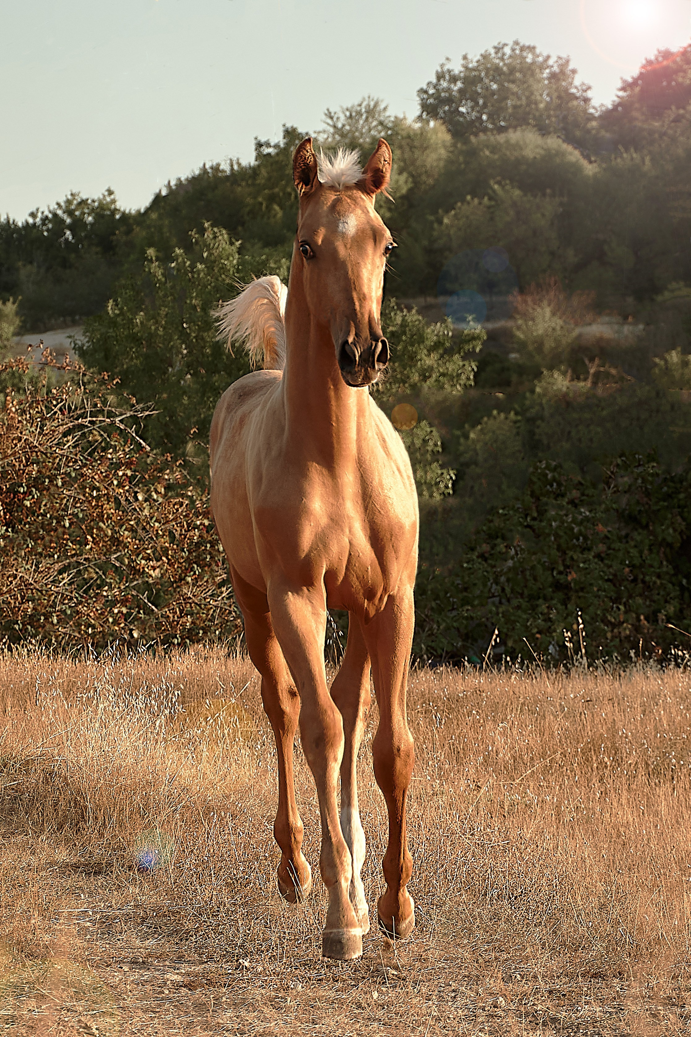 Чако-Эль. Фотограф в Севастополе