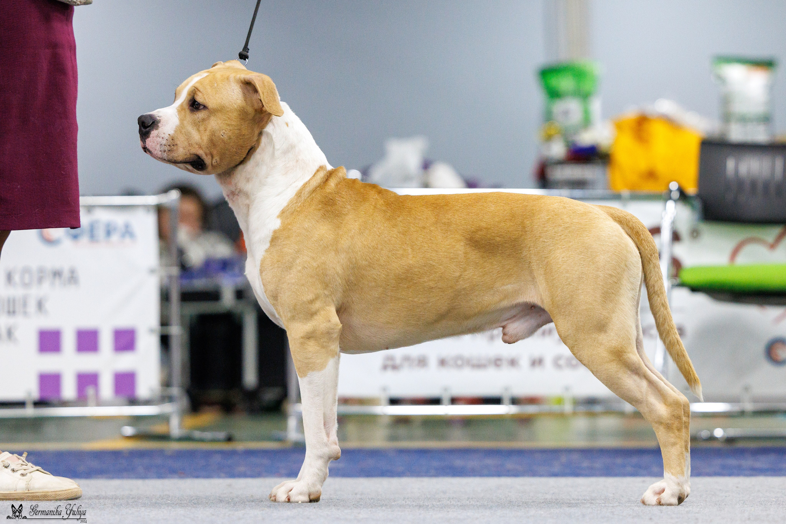 Сфера 28.01. и 4.02.2024. Фотограф-анималист Юлия Германика