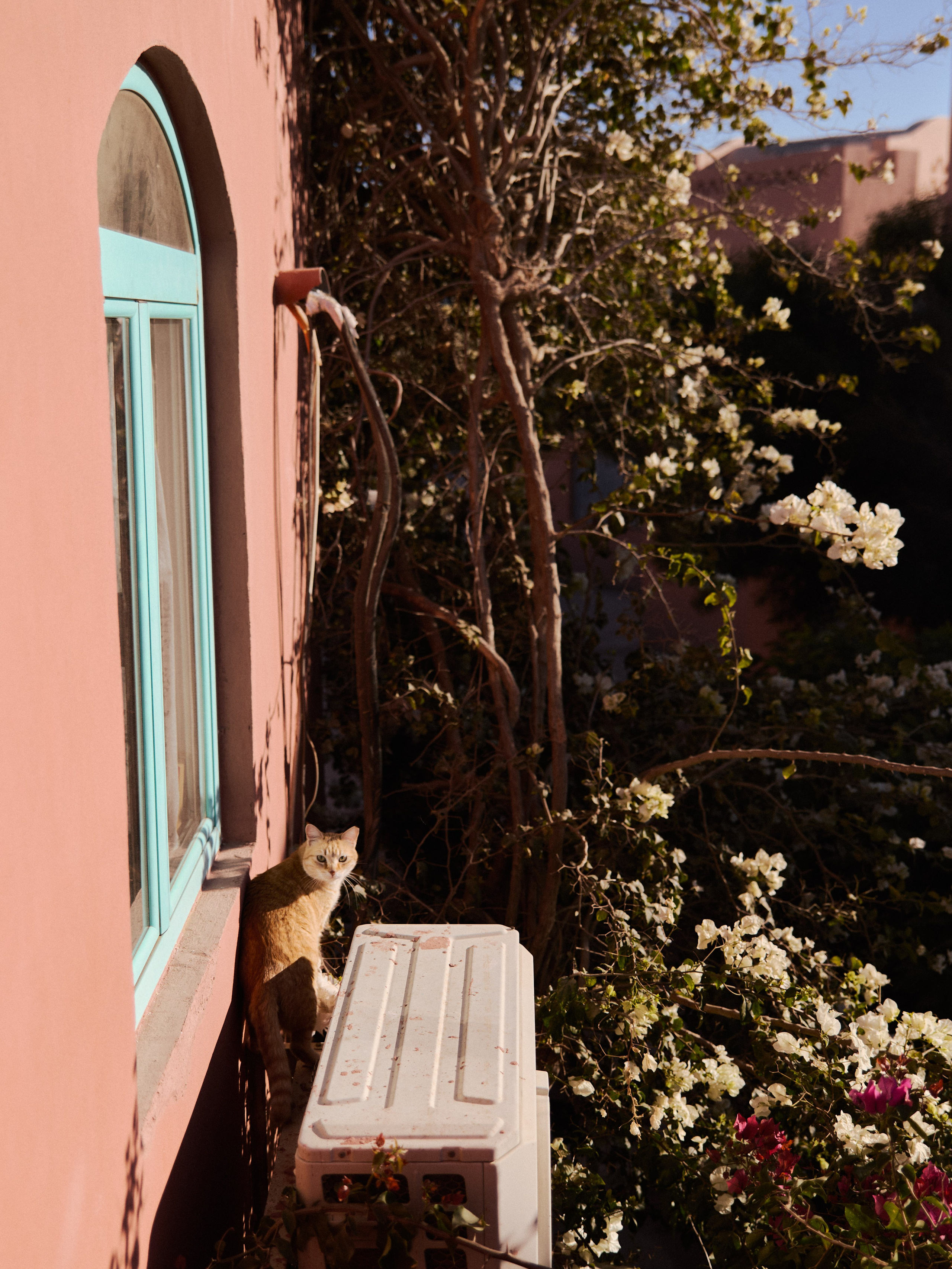 Природа сквозь. Jorgis Talè — photographer, kind person, teacher of arts and other mag