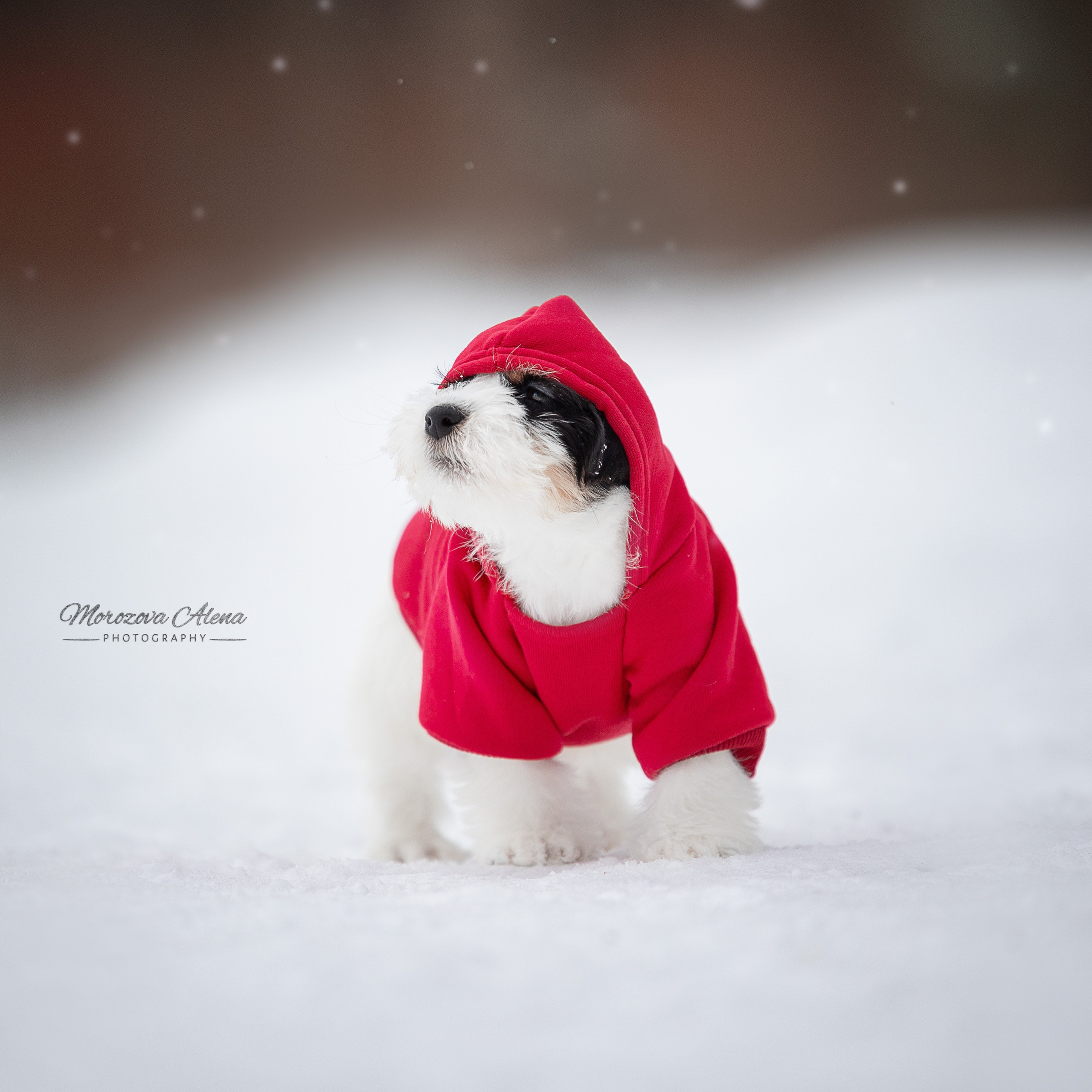 Фотогалерея. Джек Рассел терьер. Санкт-Петербург. Щенки Джек Рассел терьера