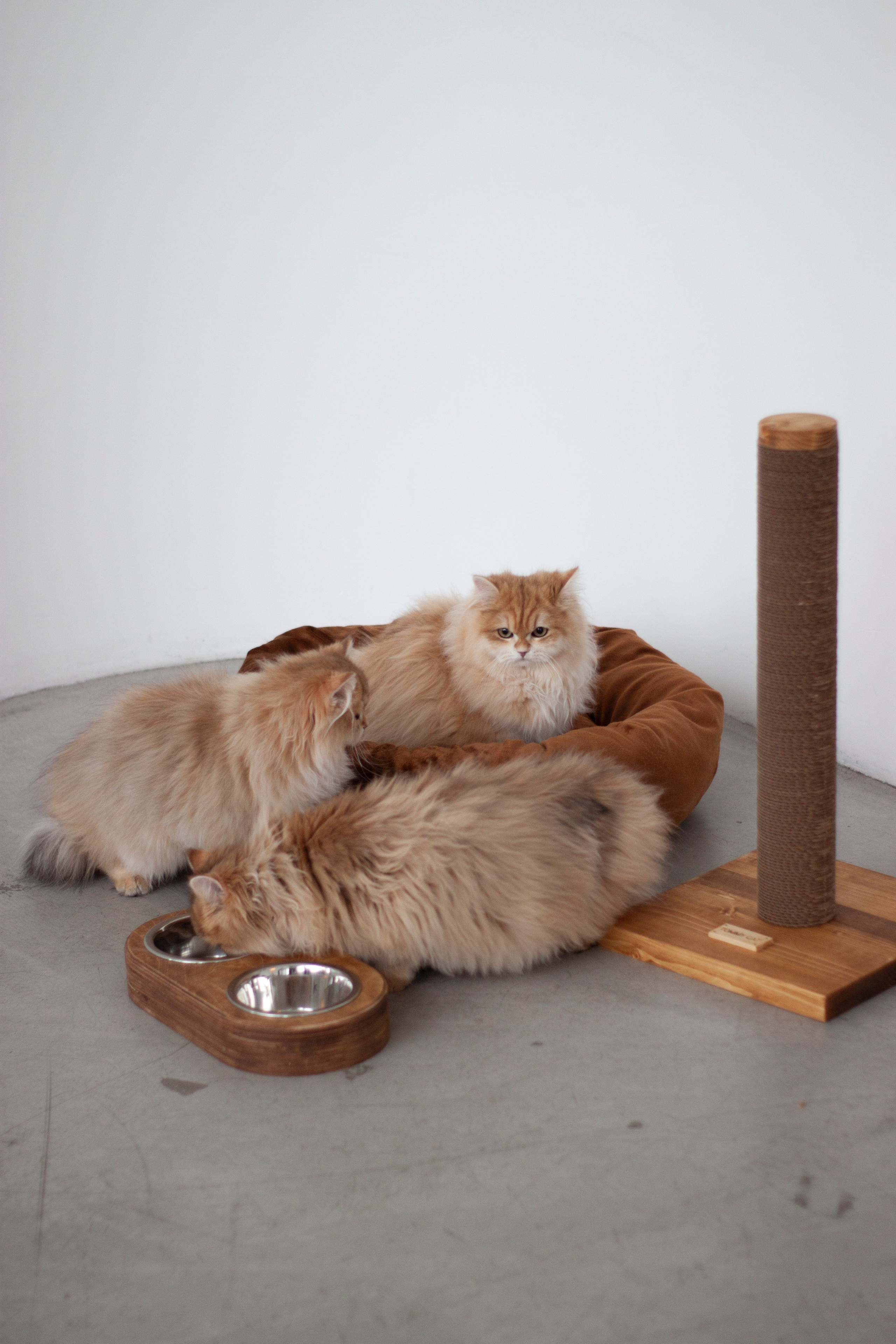 Работа с Tommy cat. Oksan_photo