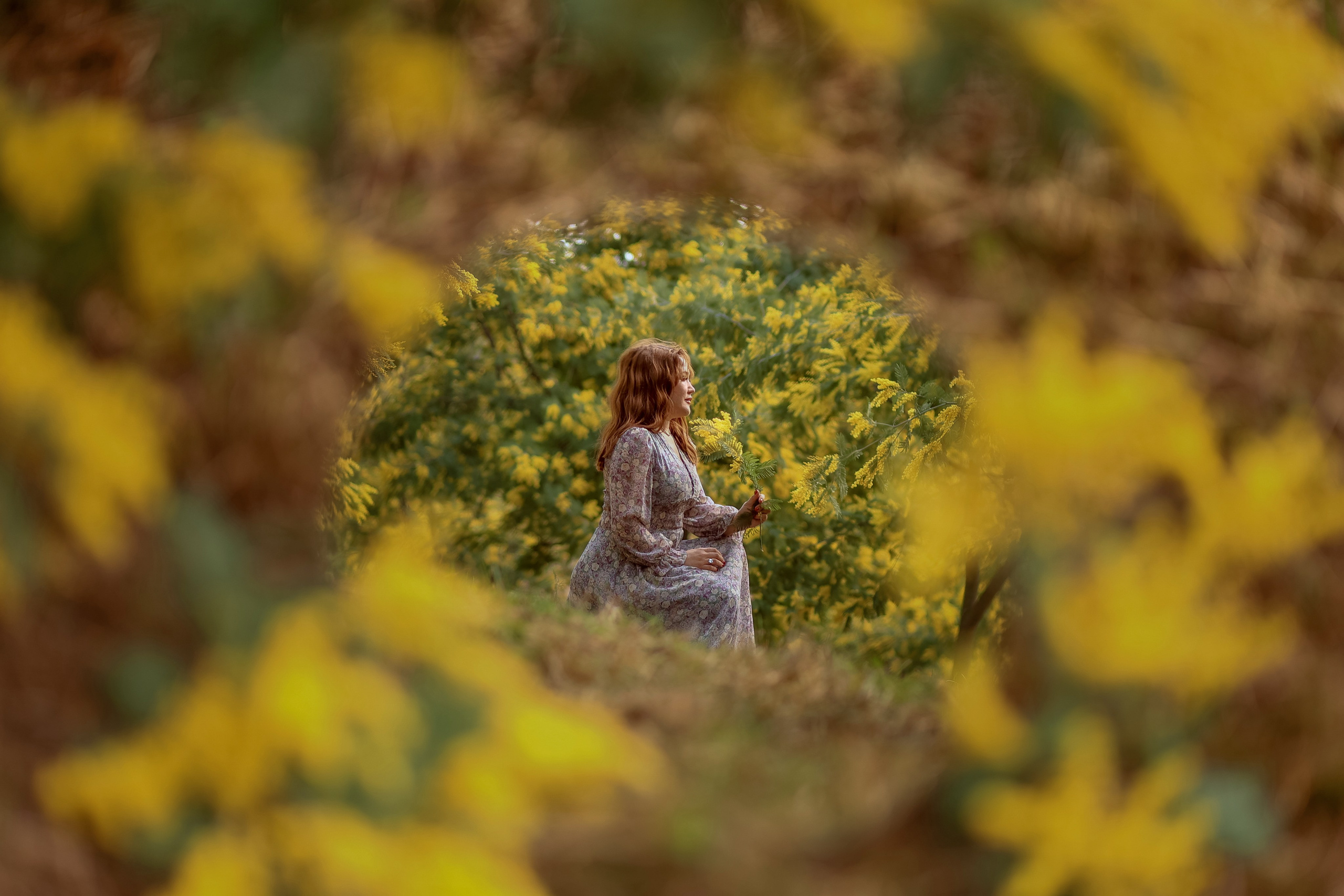 Мимоза. Фотограф в городе Сочи