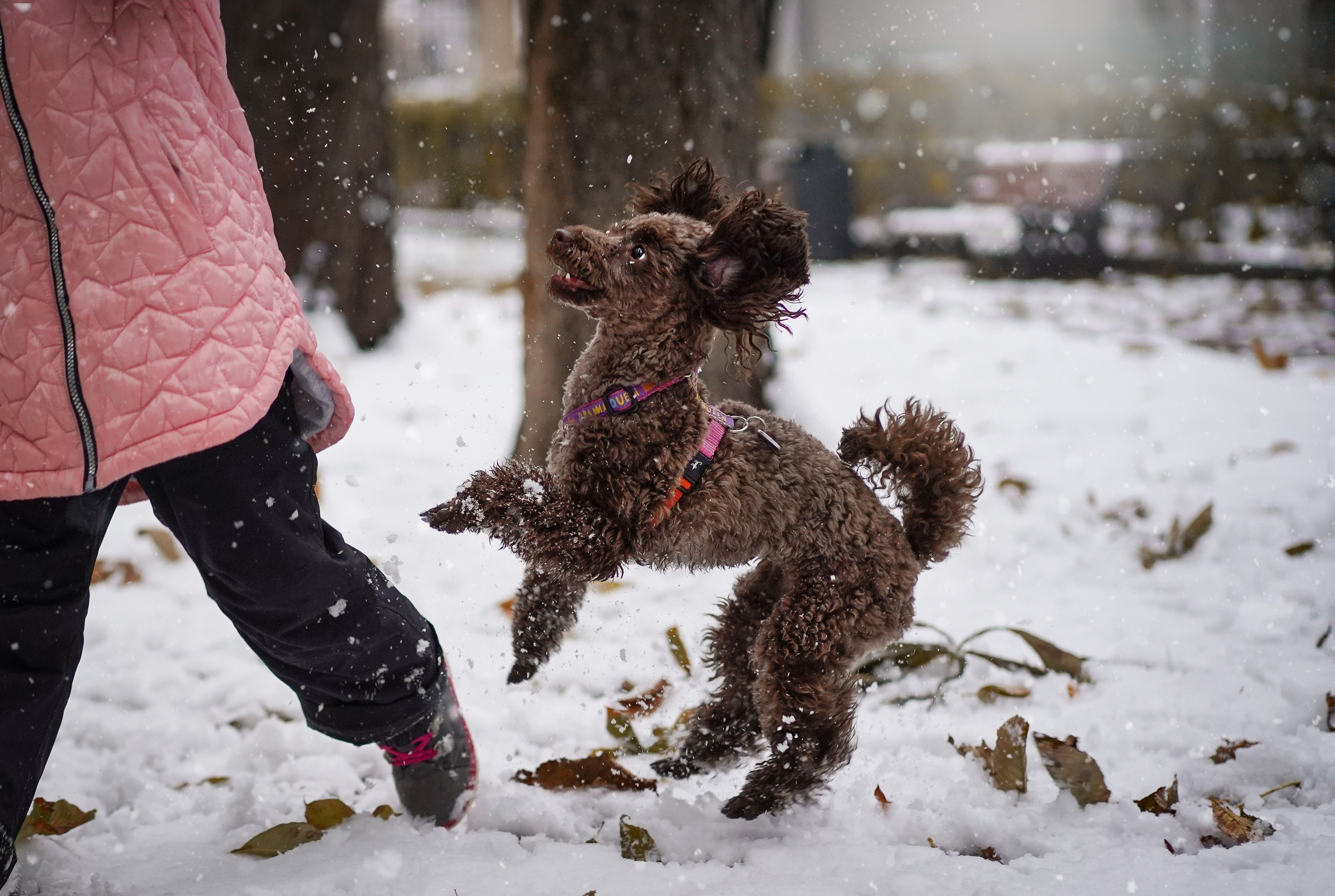 Марина Артем Мия и Хлоя. Фотограф-анималист в Санкт-Петербурге Яна Мартынова
