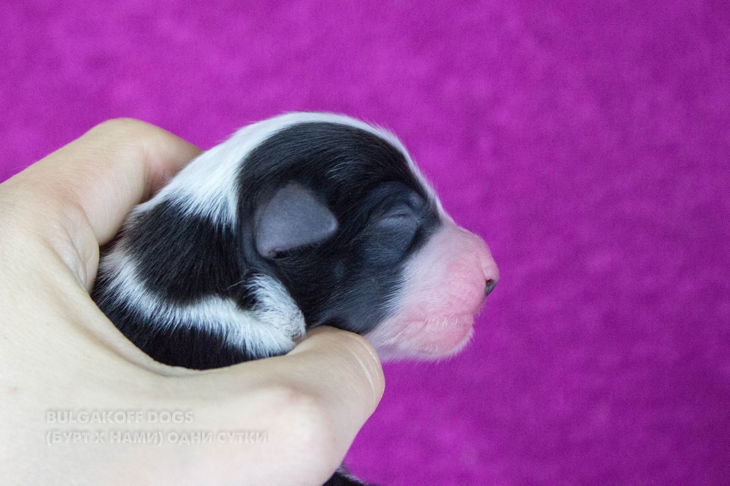 Кубрау. BLGKV питомник собак