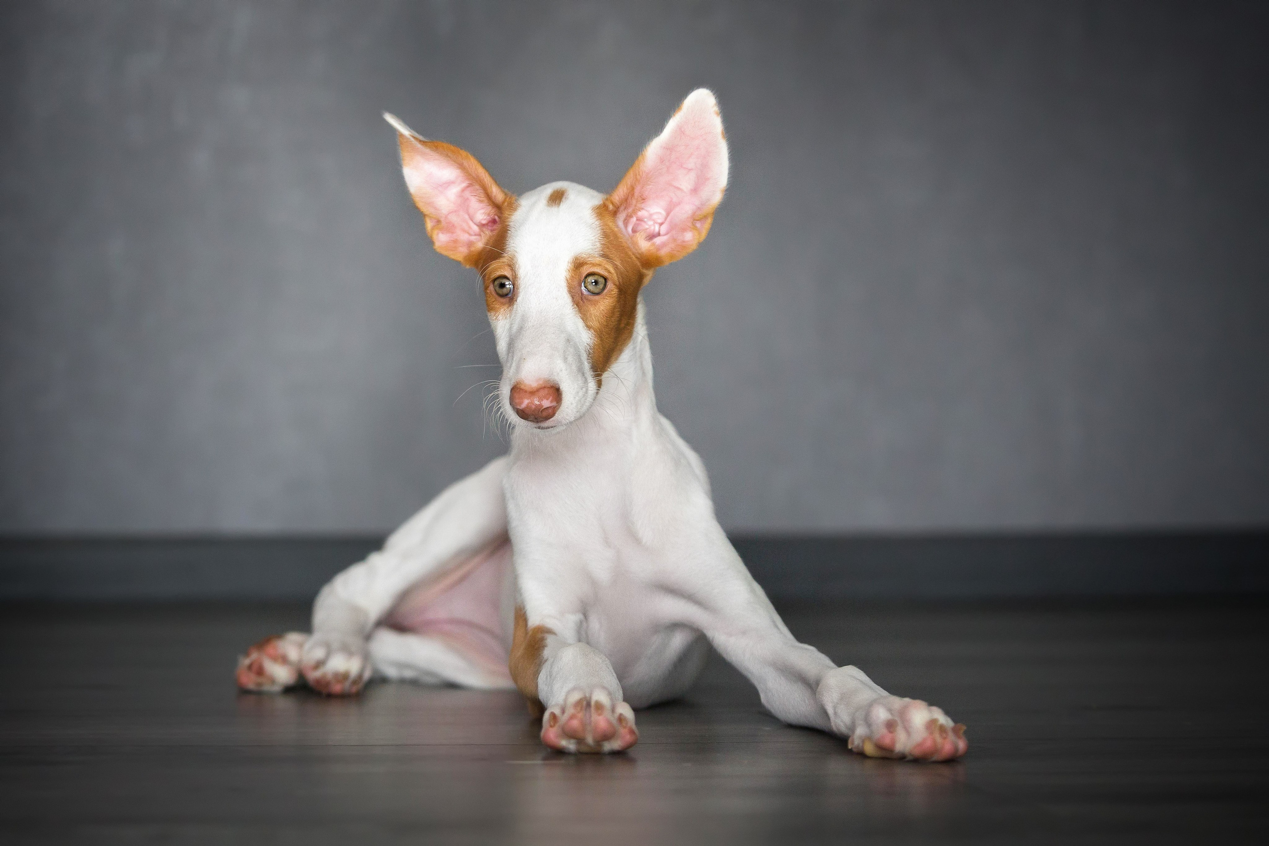 Поденко Ибиценко. Https://moshkovaphoto.ru/