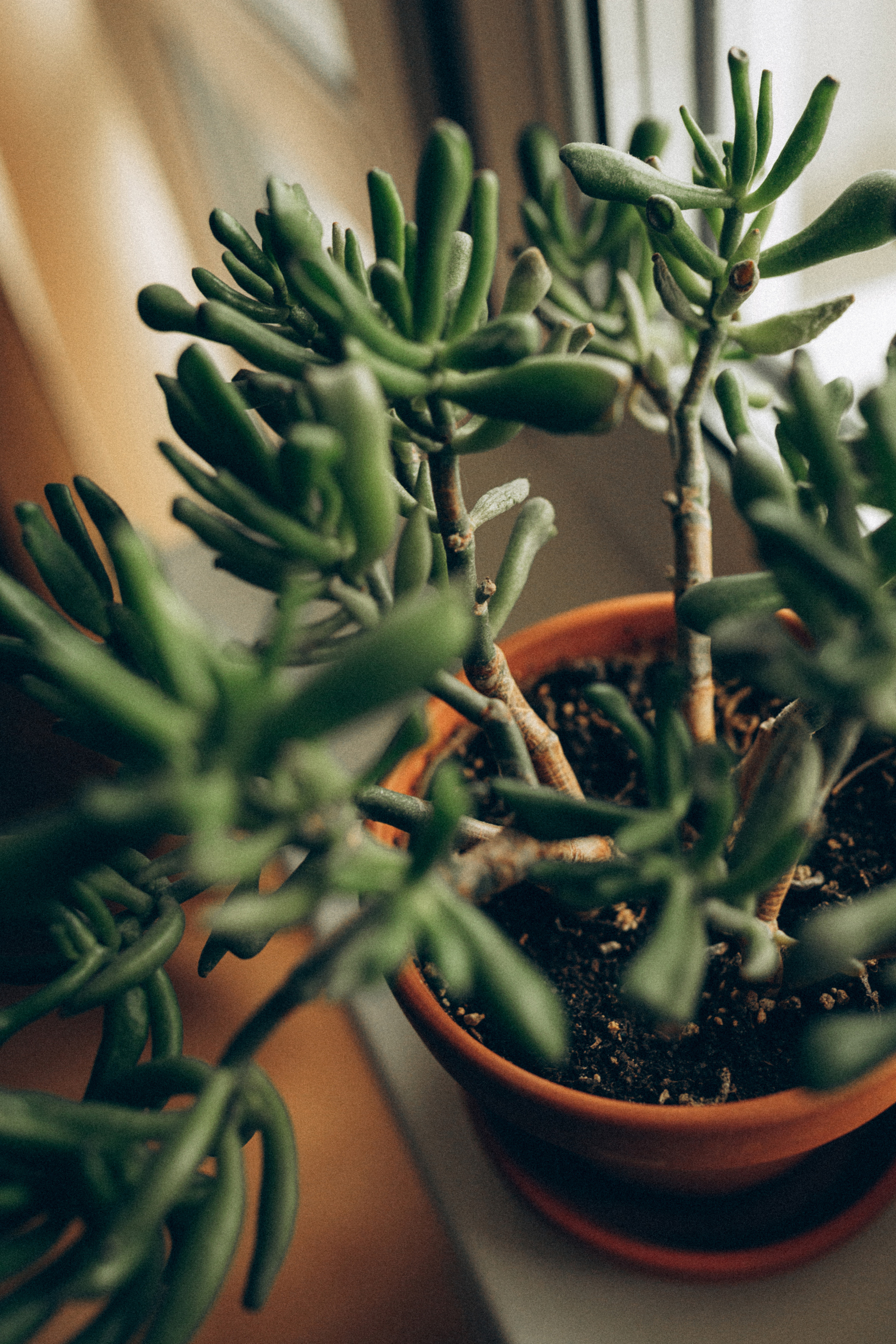 Даша Надя. Семейный фотограф в Минске и РБ Стеликова Анна