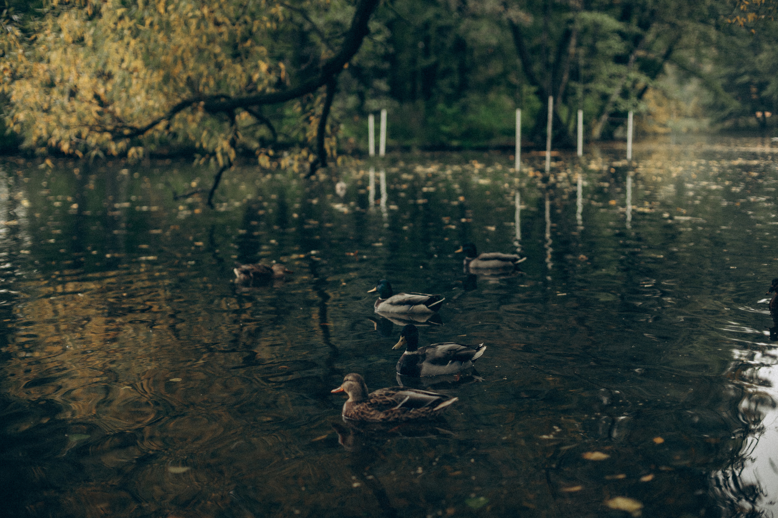 Женя саша тима мотя. Семейный фотограф в Минске и РБ Стеликова Анна