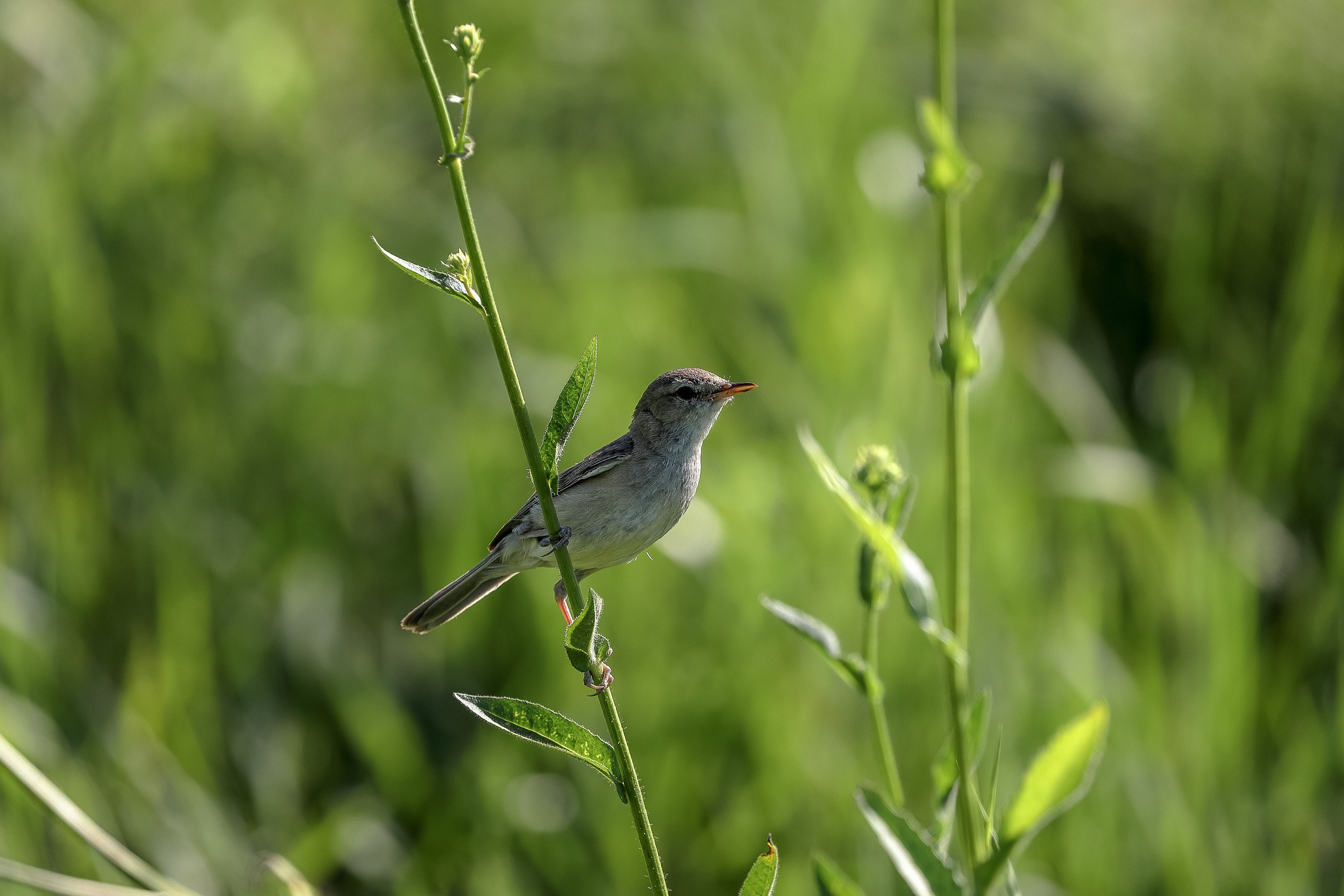Пеночка-весничка