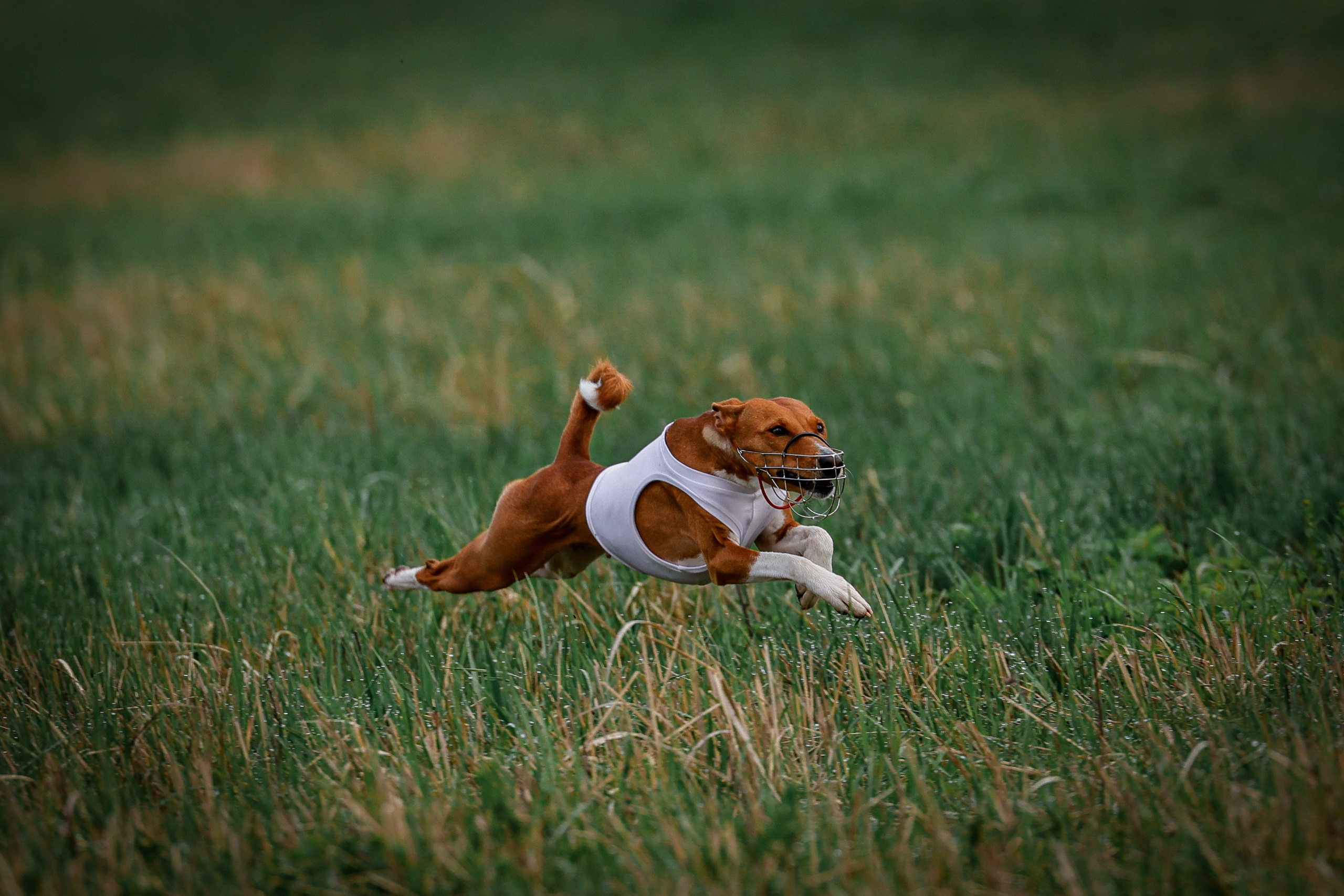 Собаки. Антонина Савельева Фотограф Ставрополь