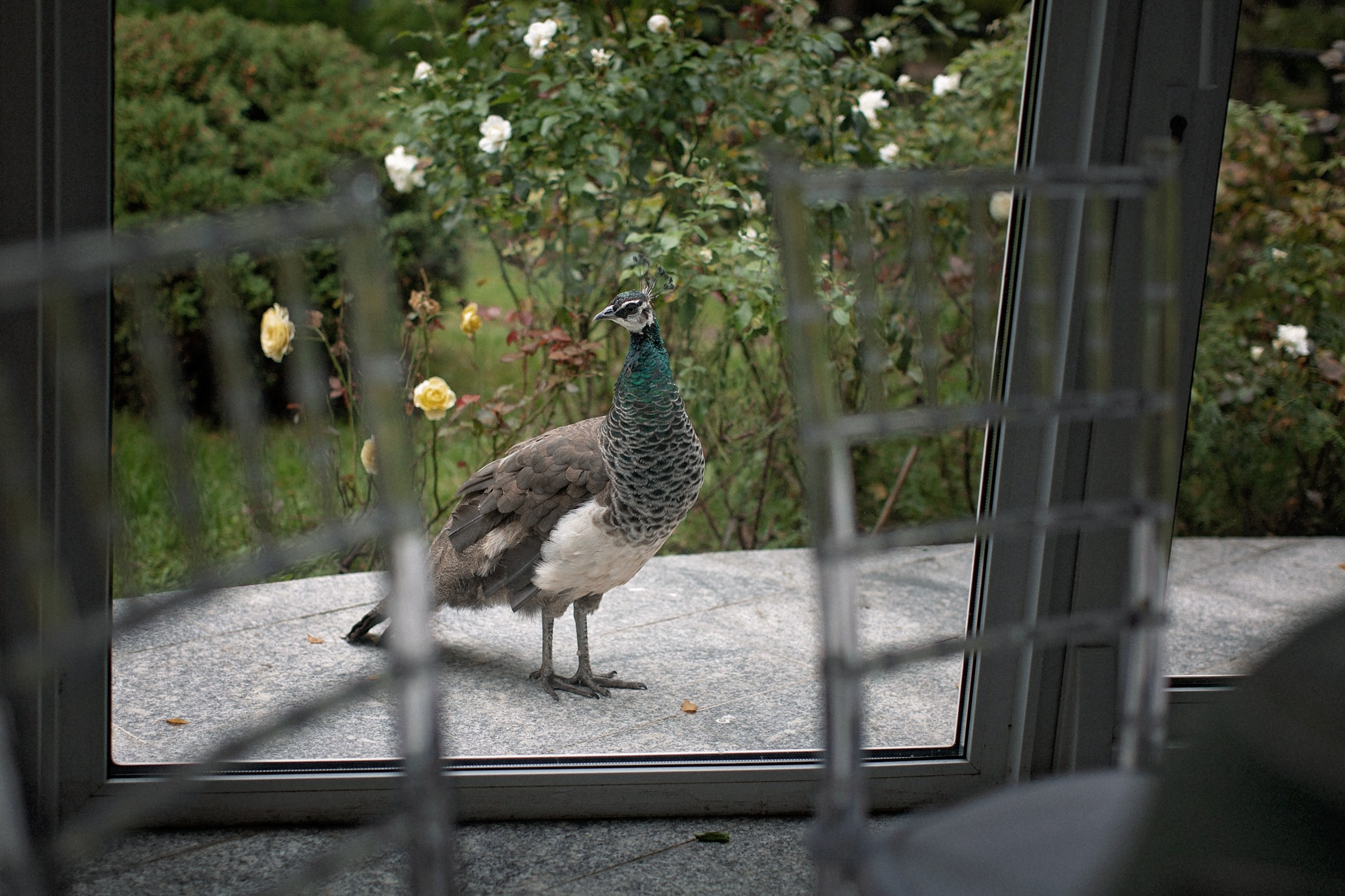 Площадка № 2-5. Свадебный и портретный фотограф Москва