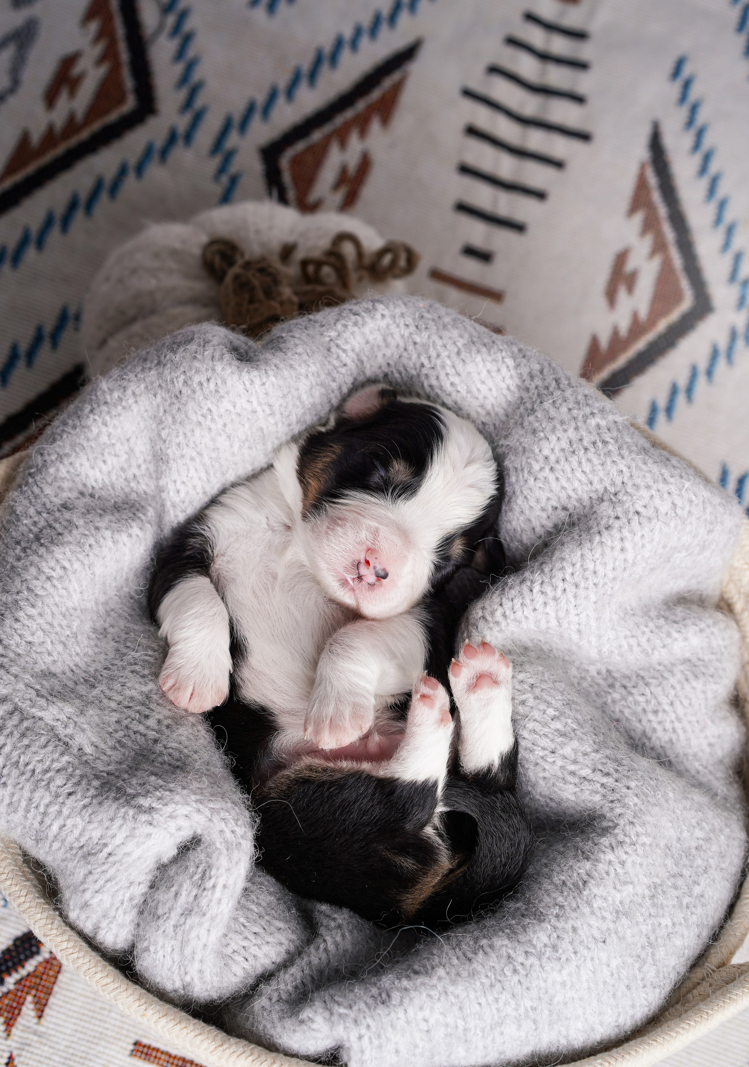 Щенки аусси. Фотограф-анималист в Санкт-Петербурге Яна Мартынова