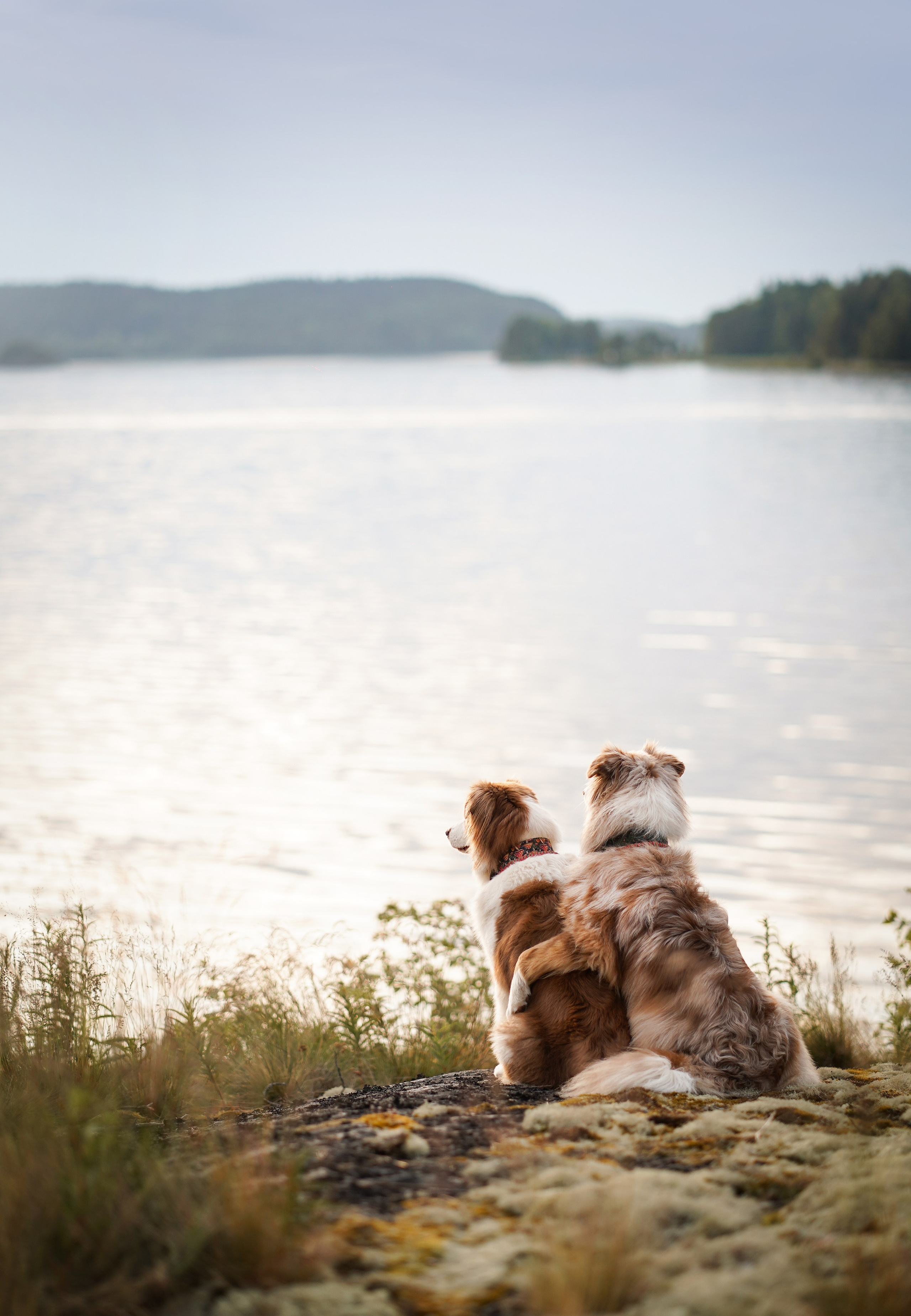 Карелия. Фотограф-анималист в Санкт-Петербурге Яна Мартынова