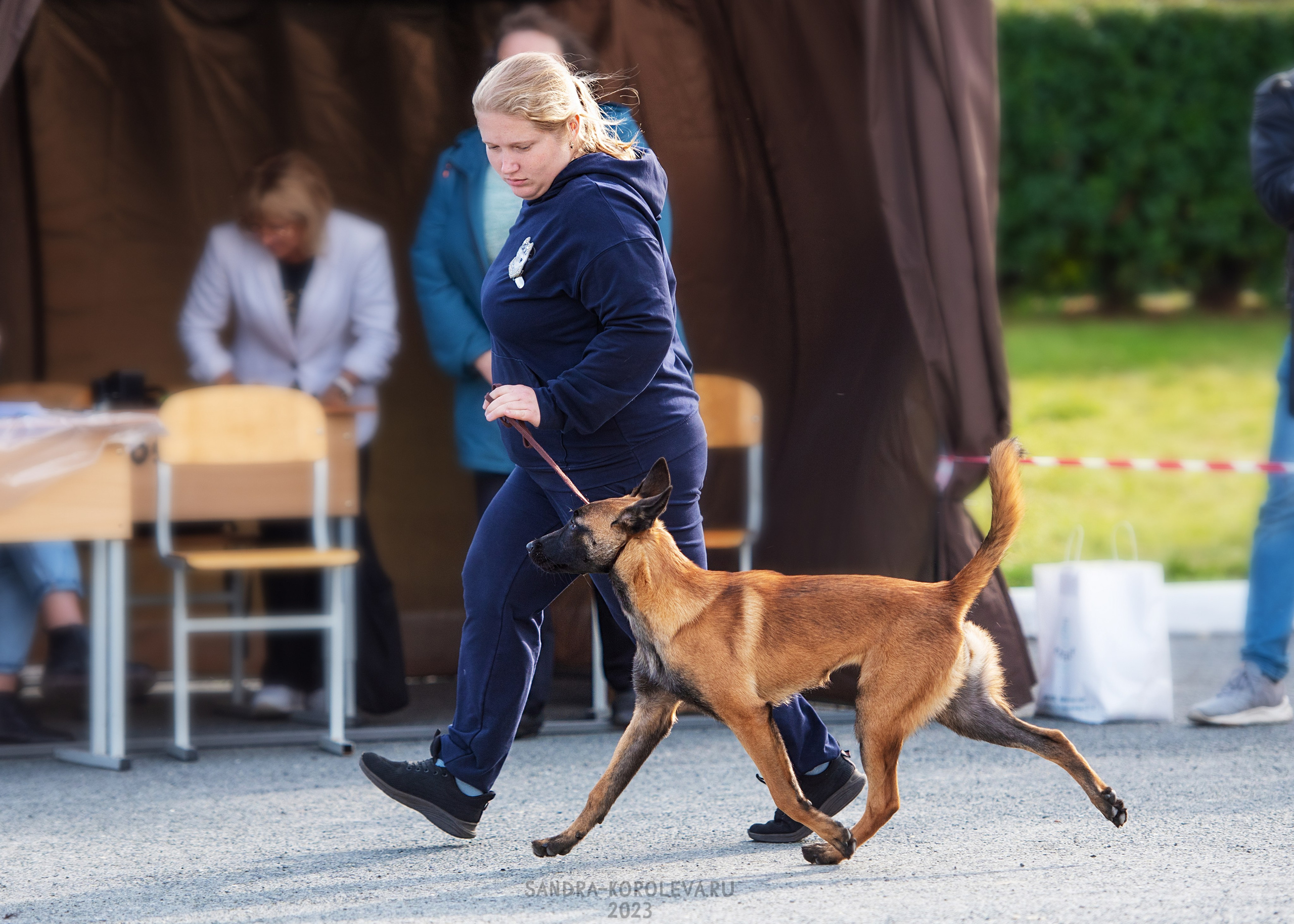 Выставка собак Тюмень 02.09.2023. Дог-фотограф в Тюмени Александра Королева