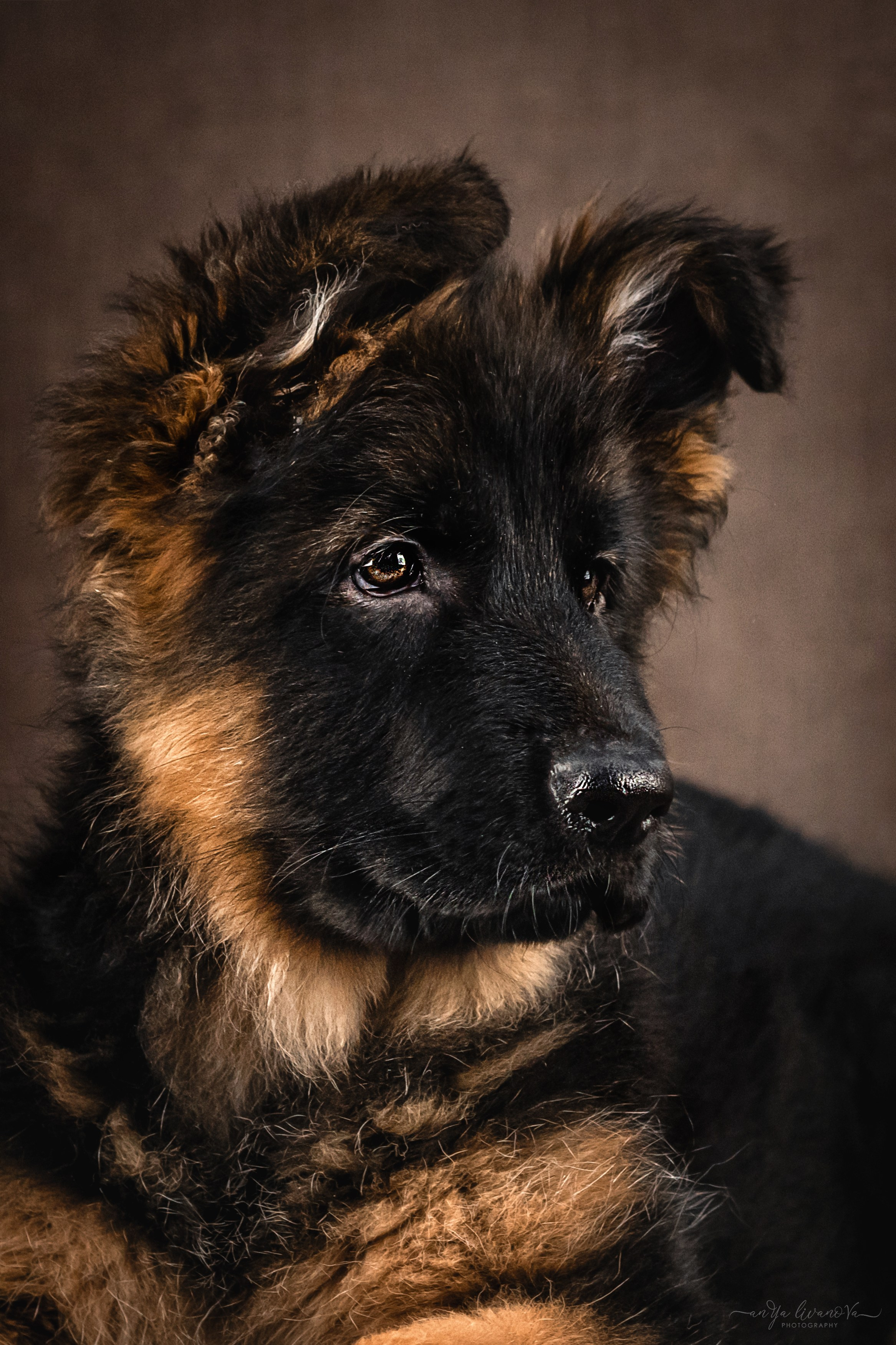 Овчарята. Фотограф анималист Аня Ливанова | Рыбинск