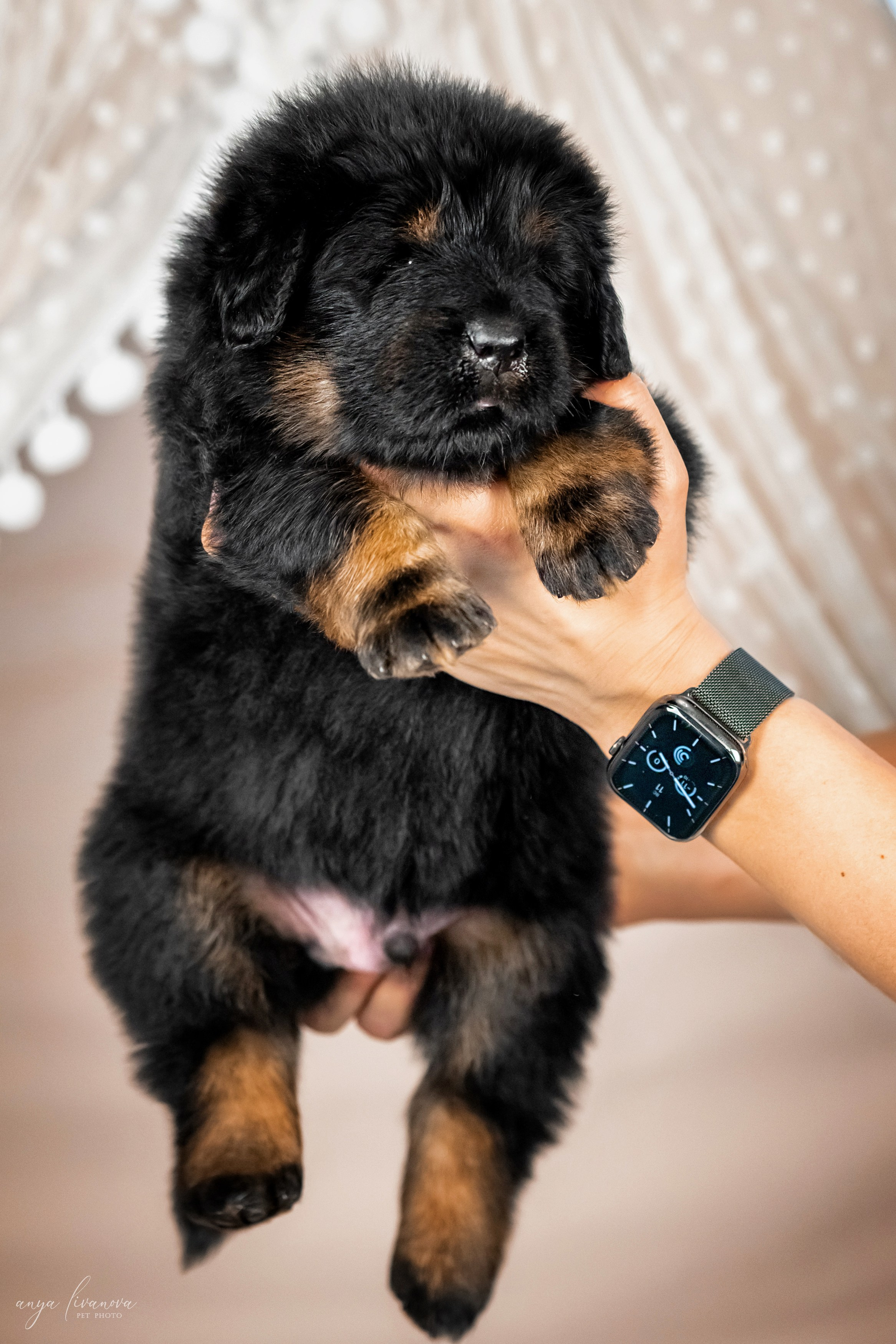 Тибеты. Фотограф анималист Аня Ливанова | Рыбинск