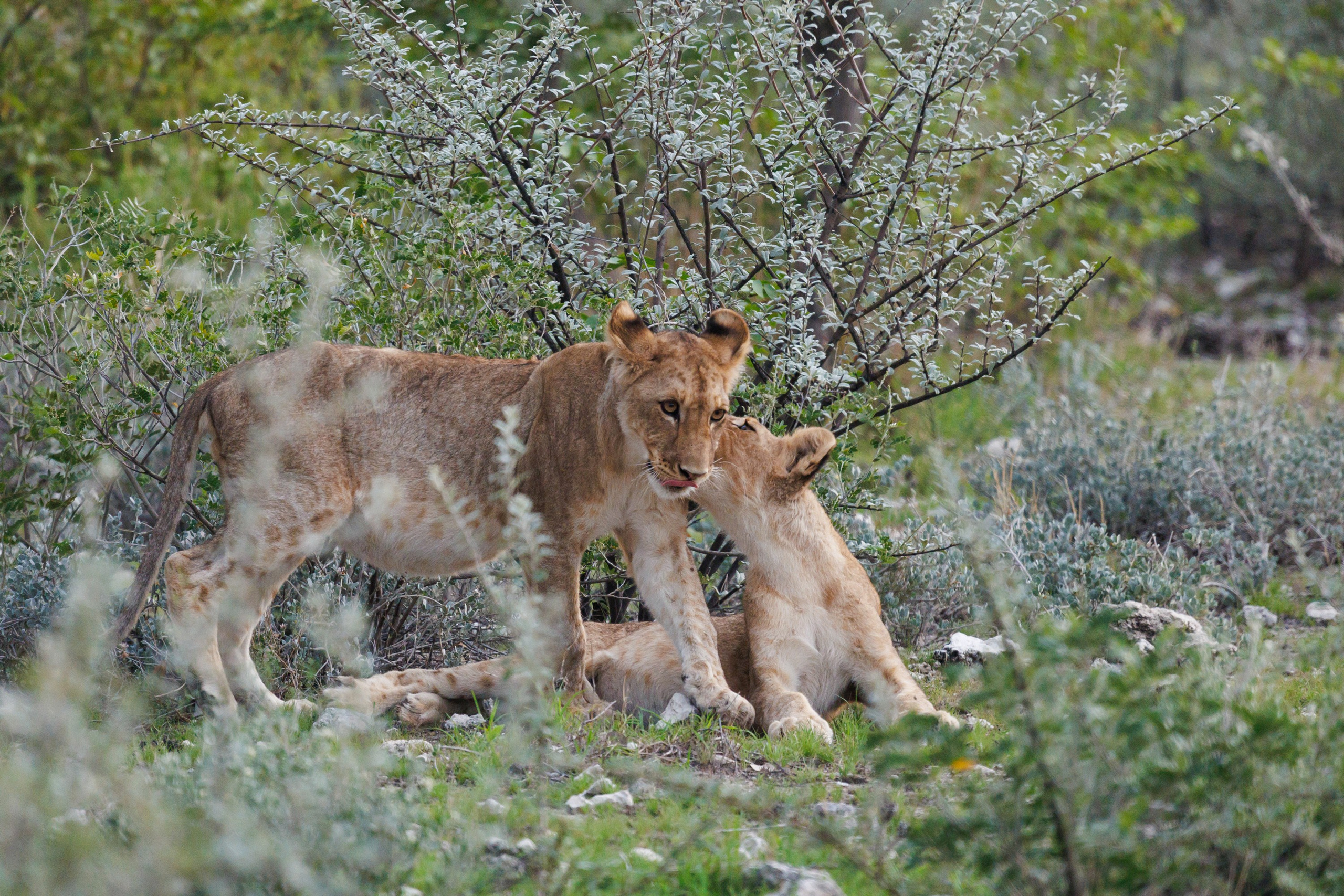 НАМИБИЯ. Роадтрип