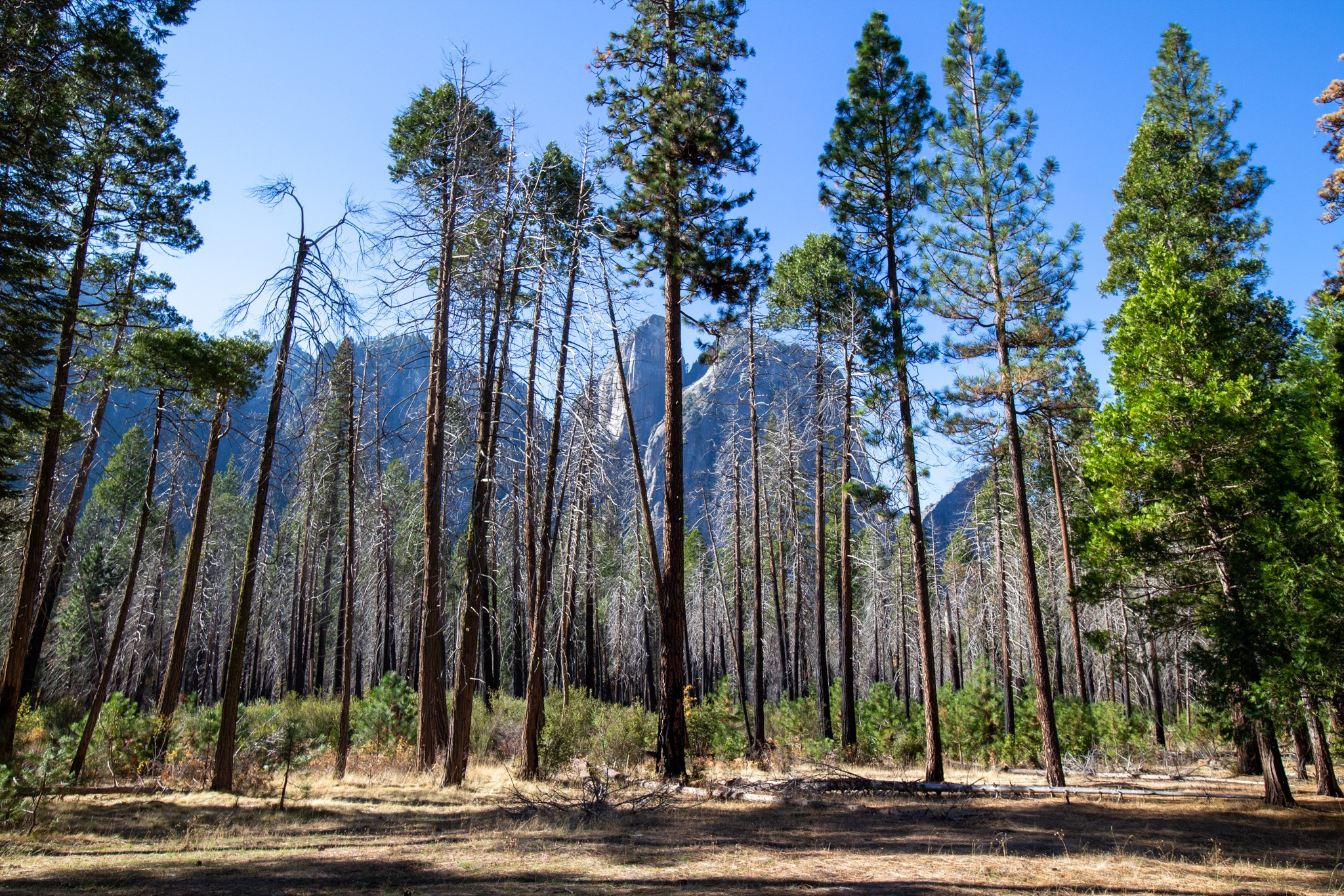 Парк Yosemite, США, 2013. Фотограф Василий Буланов