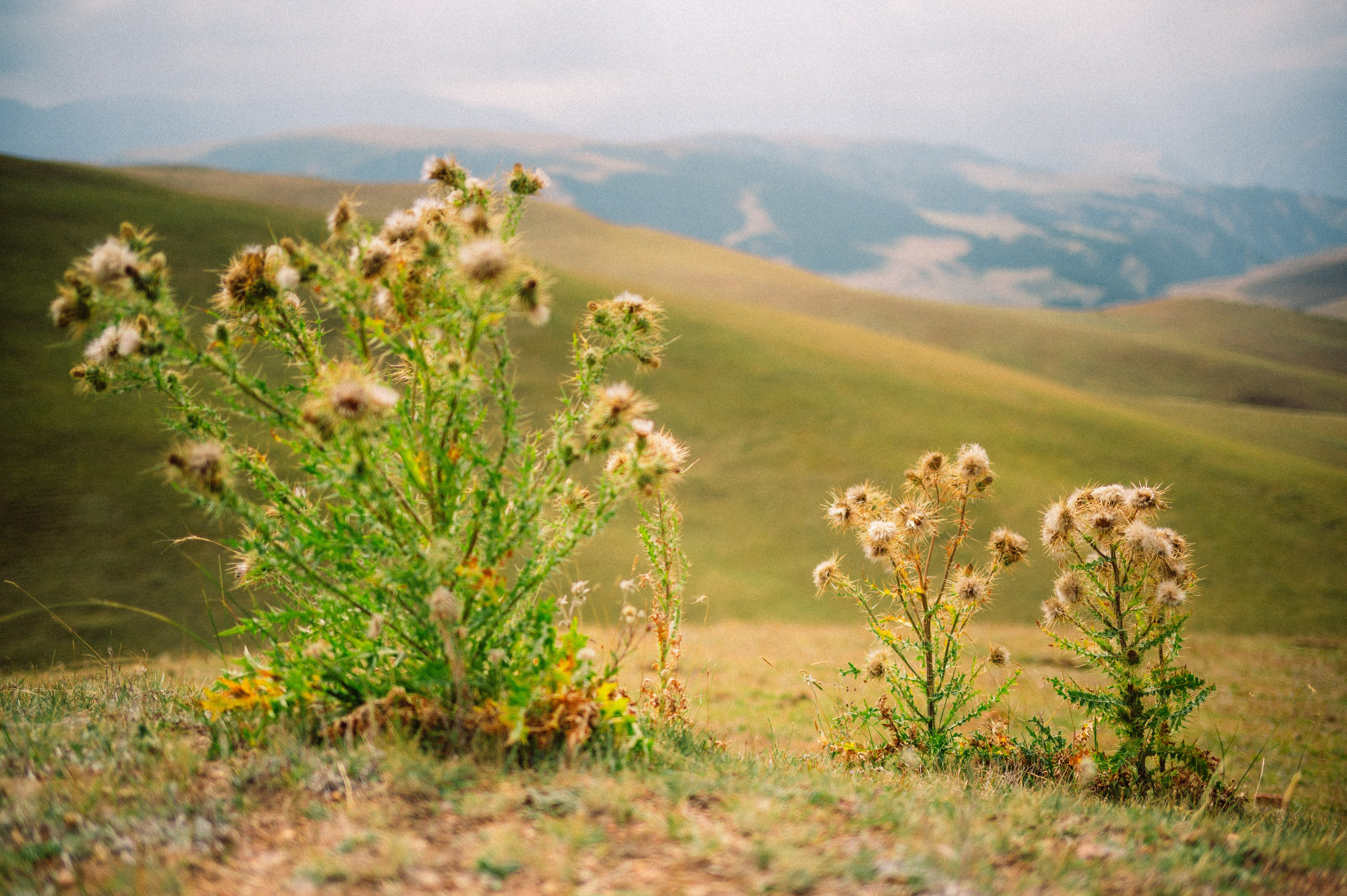 Плато Ассы: июль 2025. Фотограф в Алматы — Дарья Фёдорова