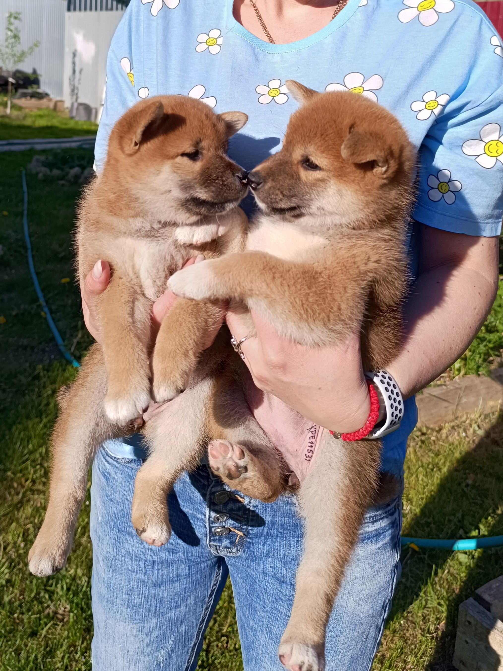 сиба питомник Рубилайт щенки на продажу rubylight  сиба щенки купить СПб Санкт-Петербург