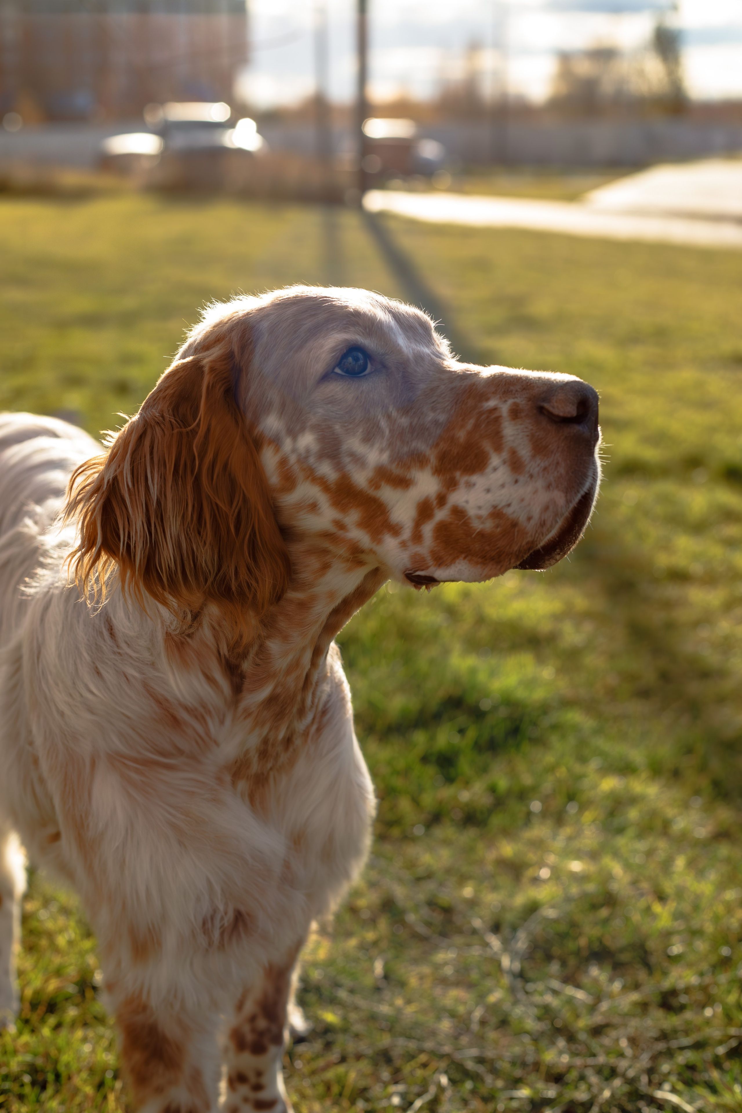 Андрей и Милан. Фотограф Екатерина Козловская