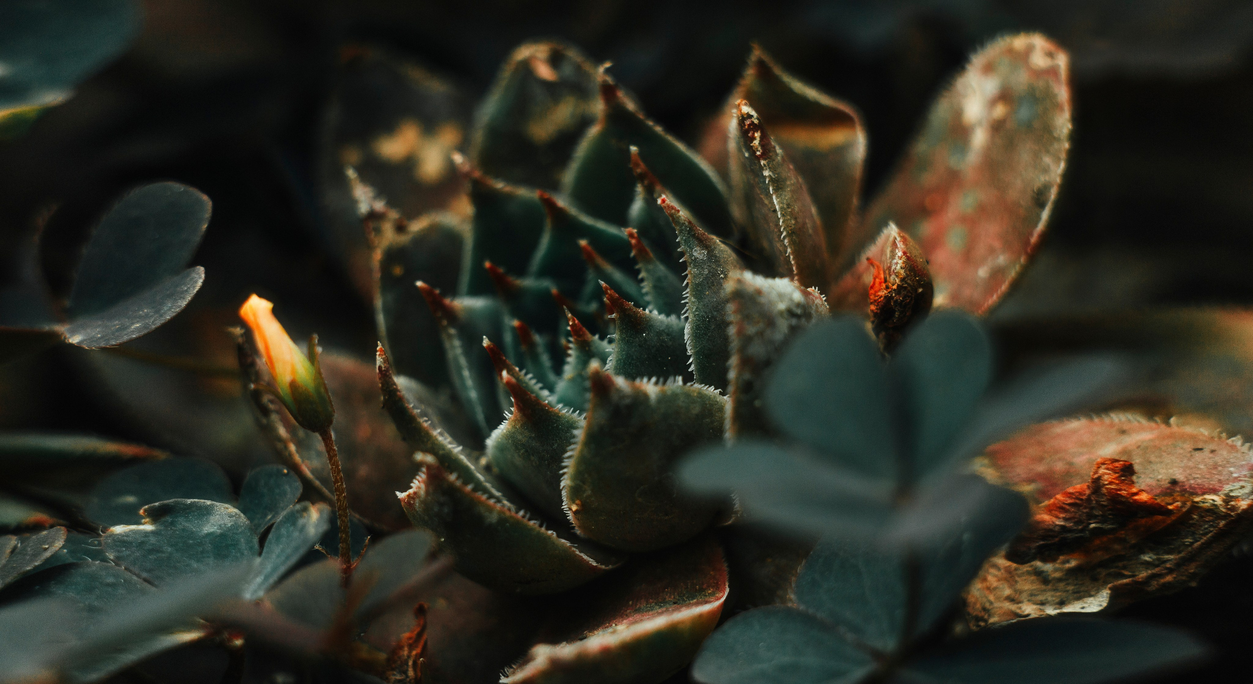 MACRO. Фотограф. Пейзажи, макро, портреты. Город Енакиево, без границ в съёмке